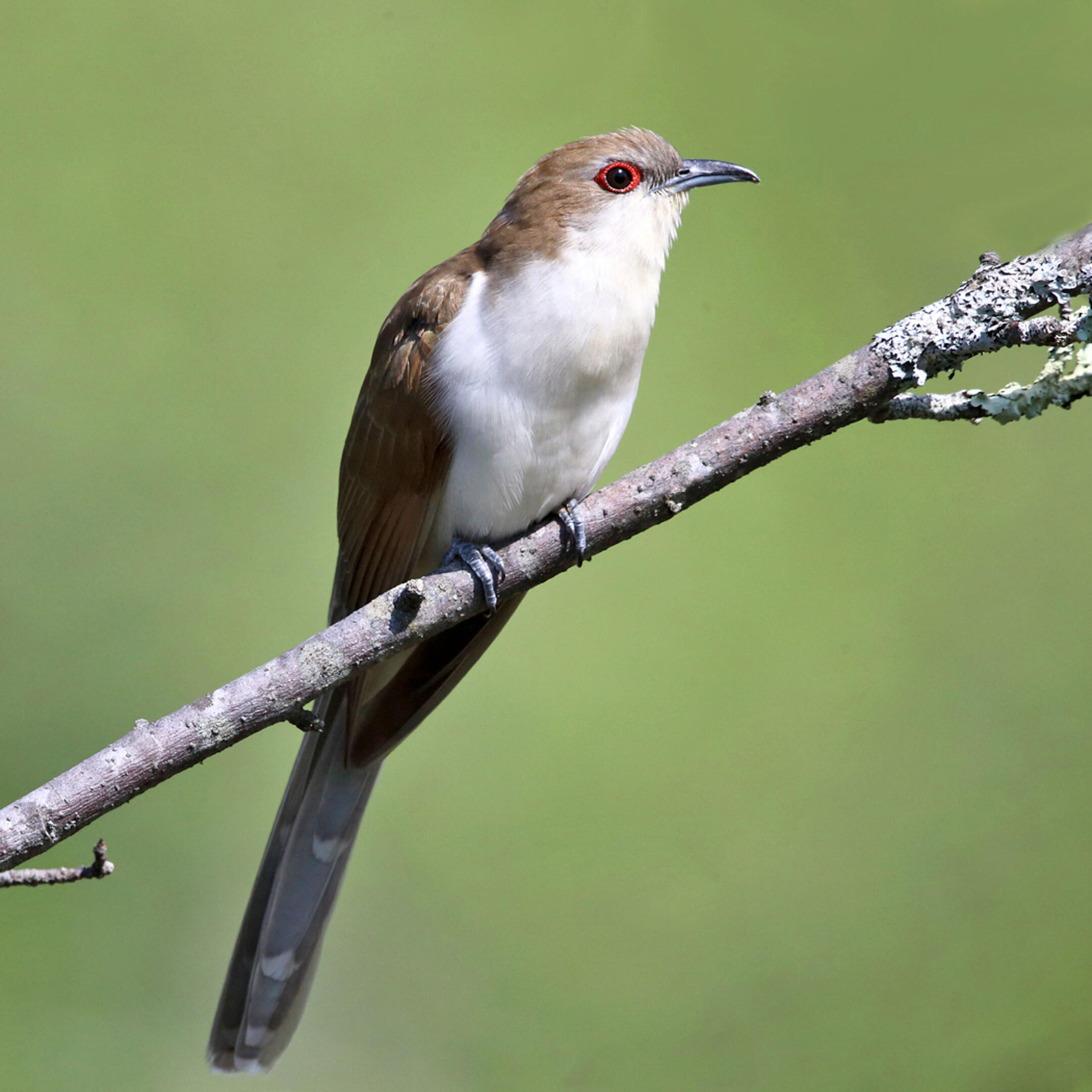 Blackbilled Cuckoo Audubon Field Guide