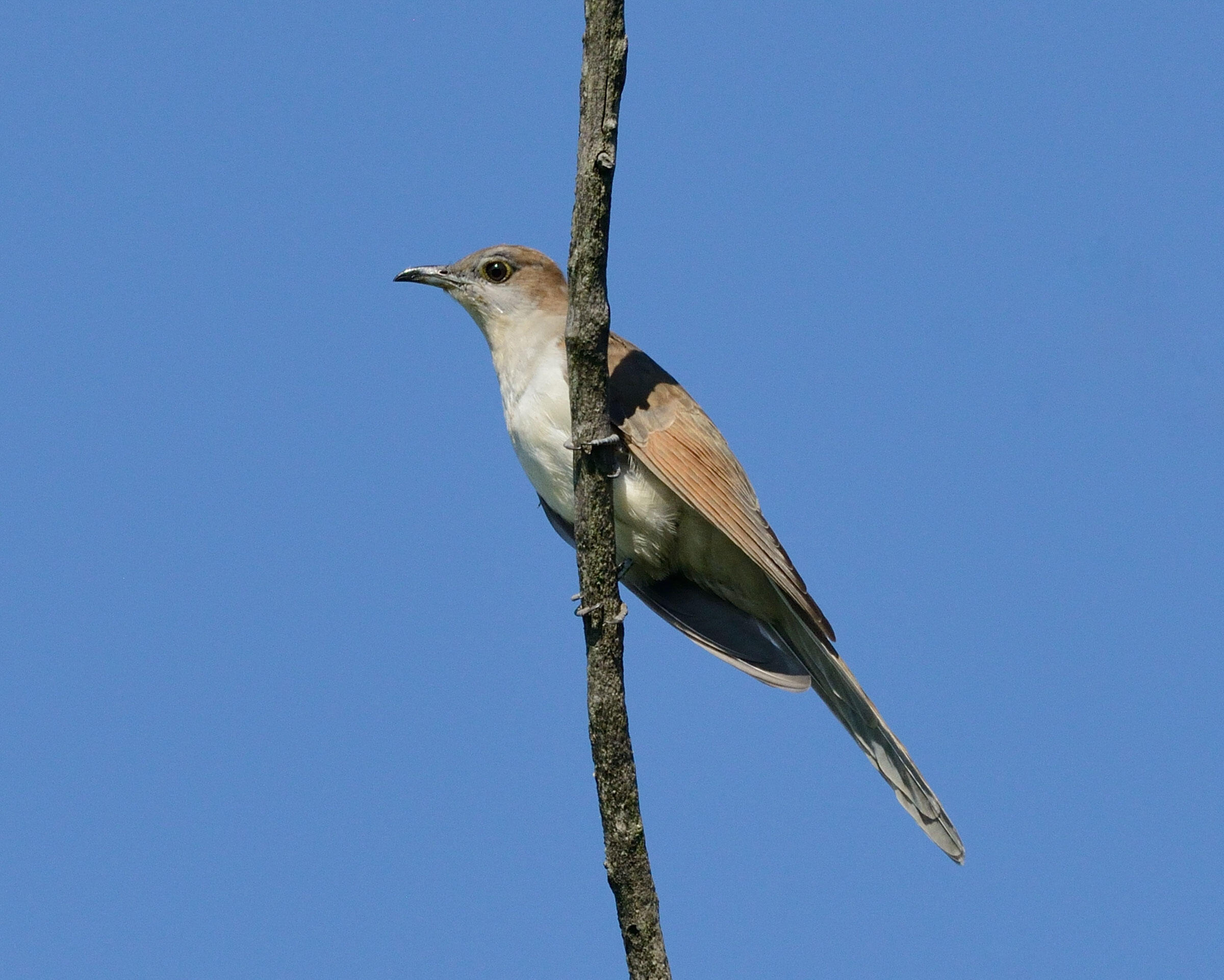 Blackbilled Cuckoo Audubon Field Guide