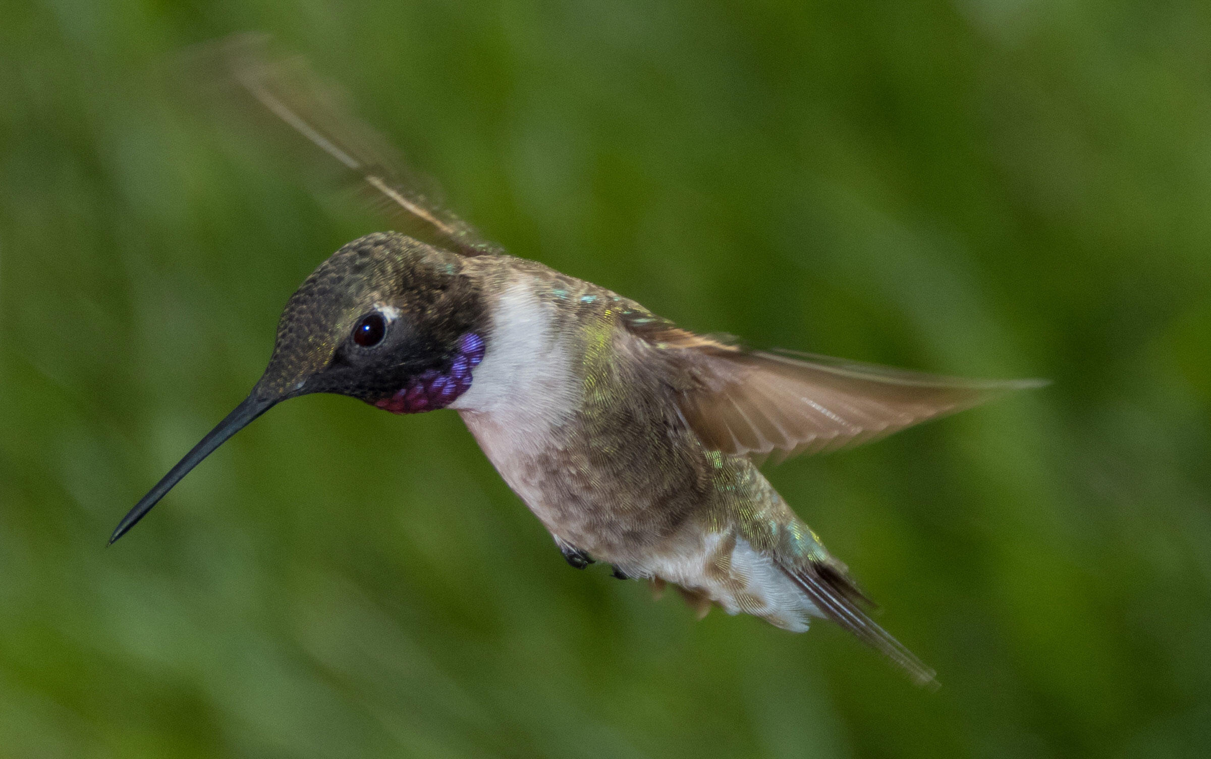 Blackchinned Hummingbird Audubon Field Guide