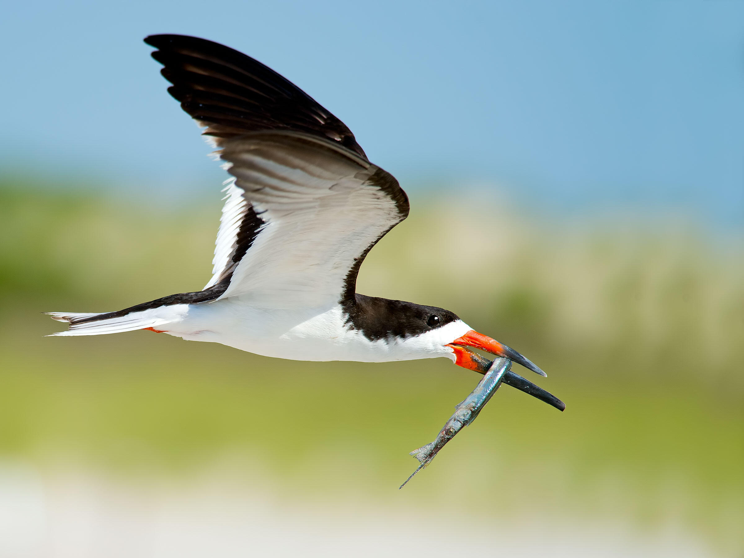 Black Skimmer Audubon Field Guide