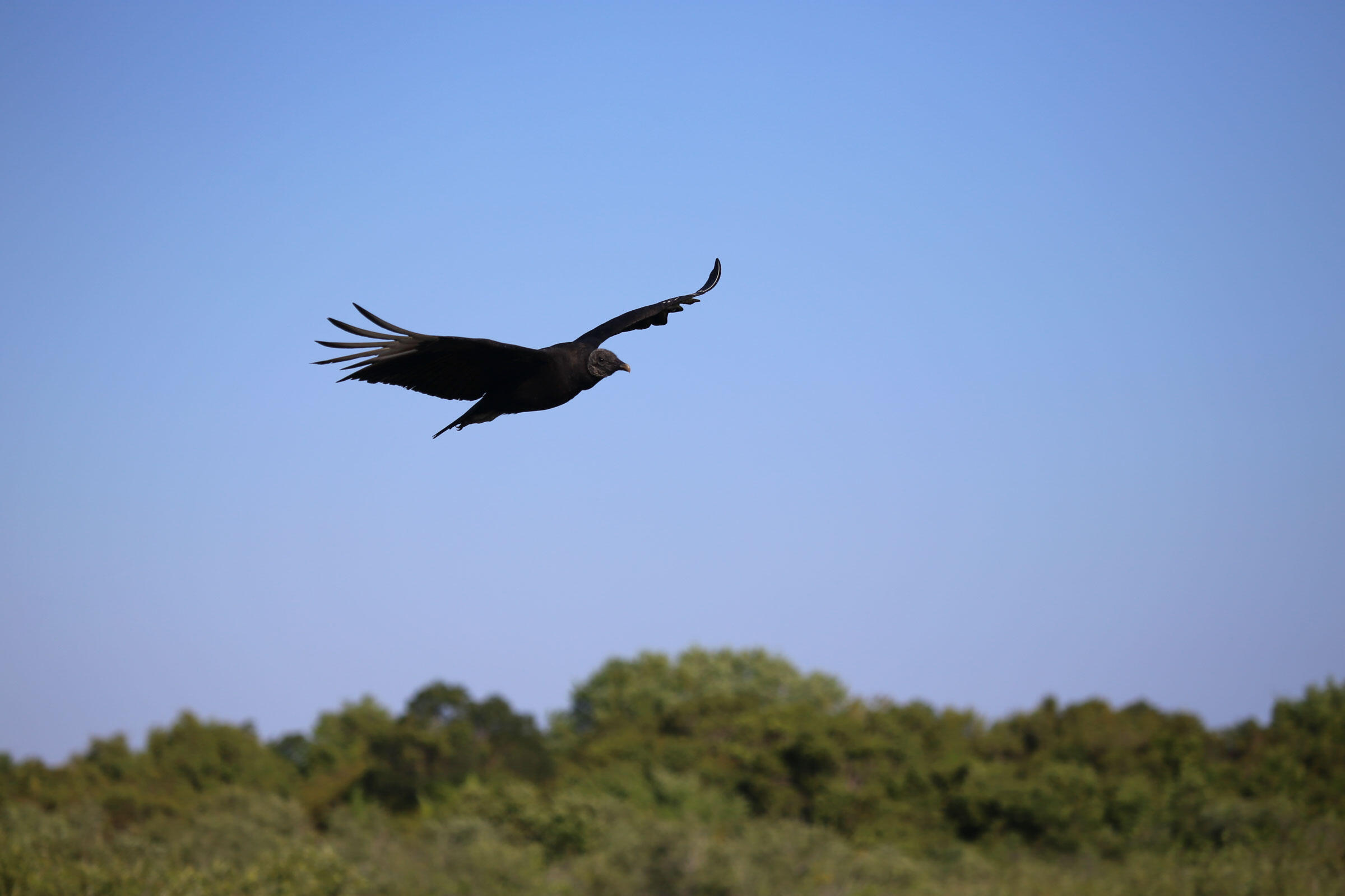 Zopilote Común Guía de Aves