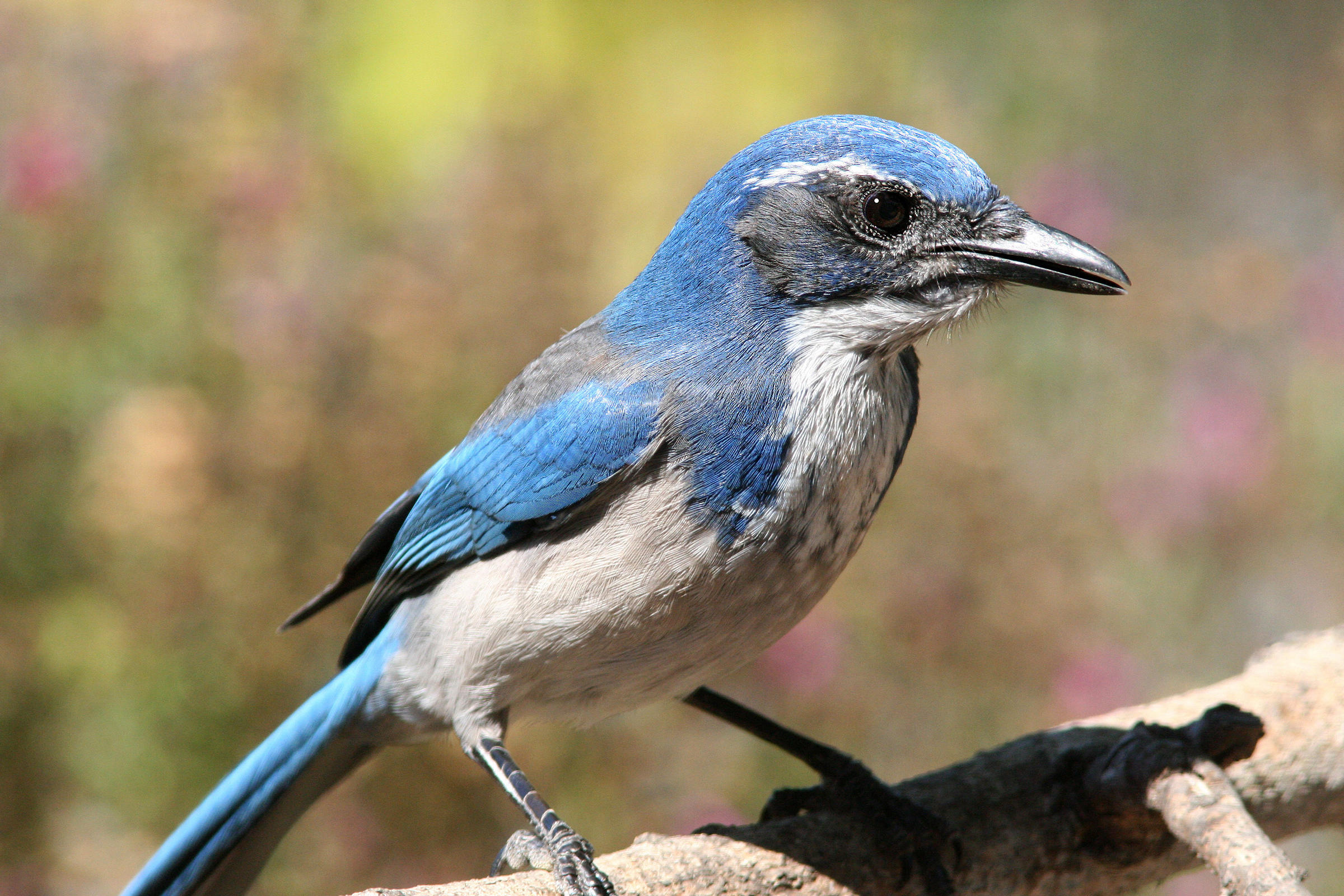 California ScrubJay Audubon Field Guide
