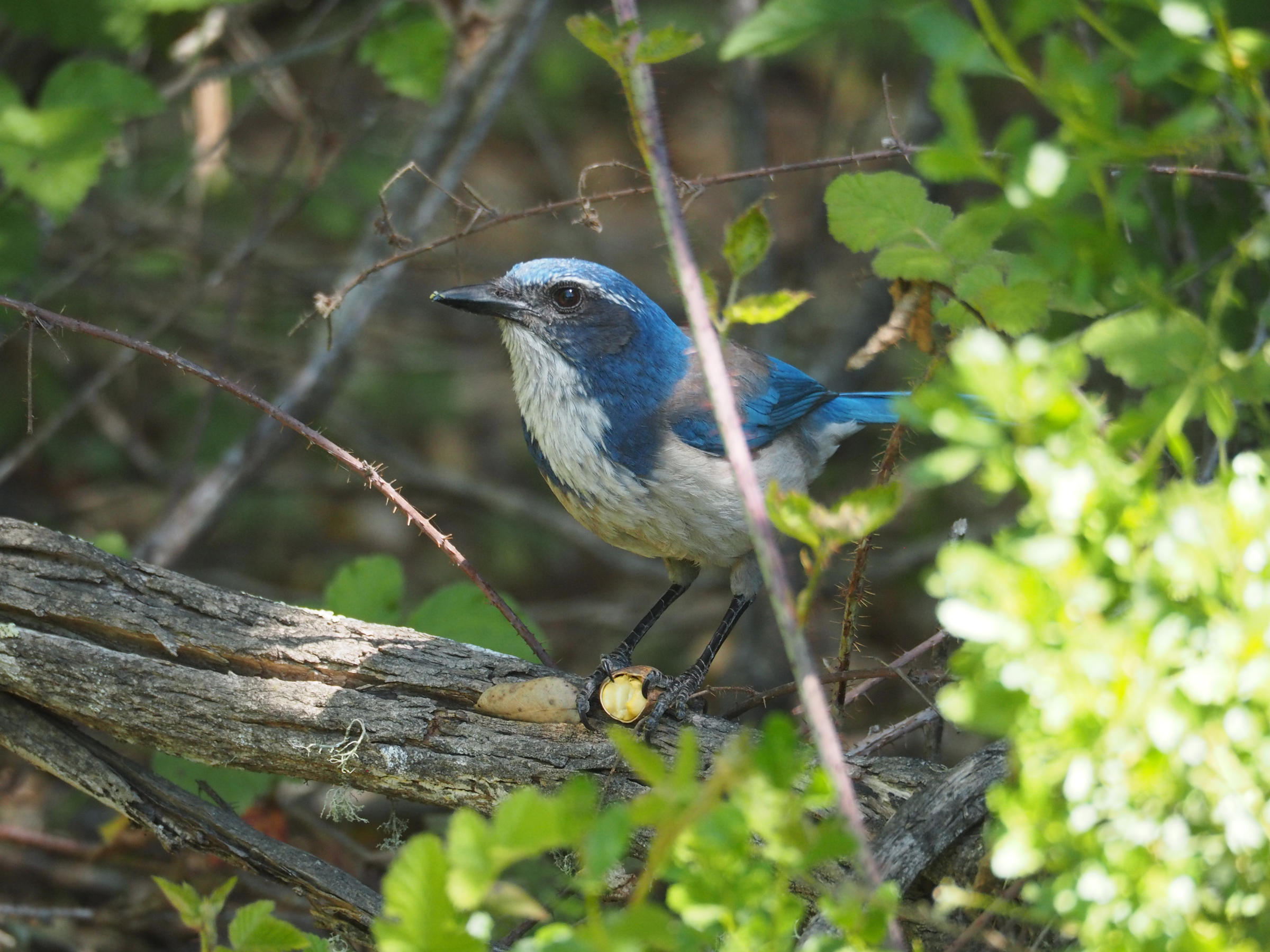 California ScrubJay Audubon Field Guide