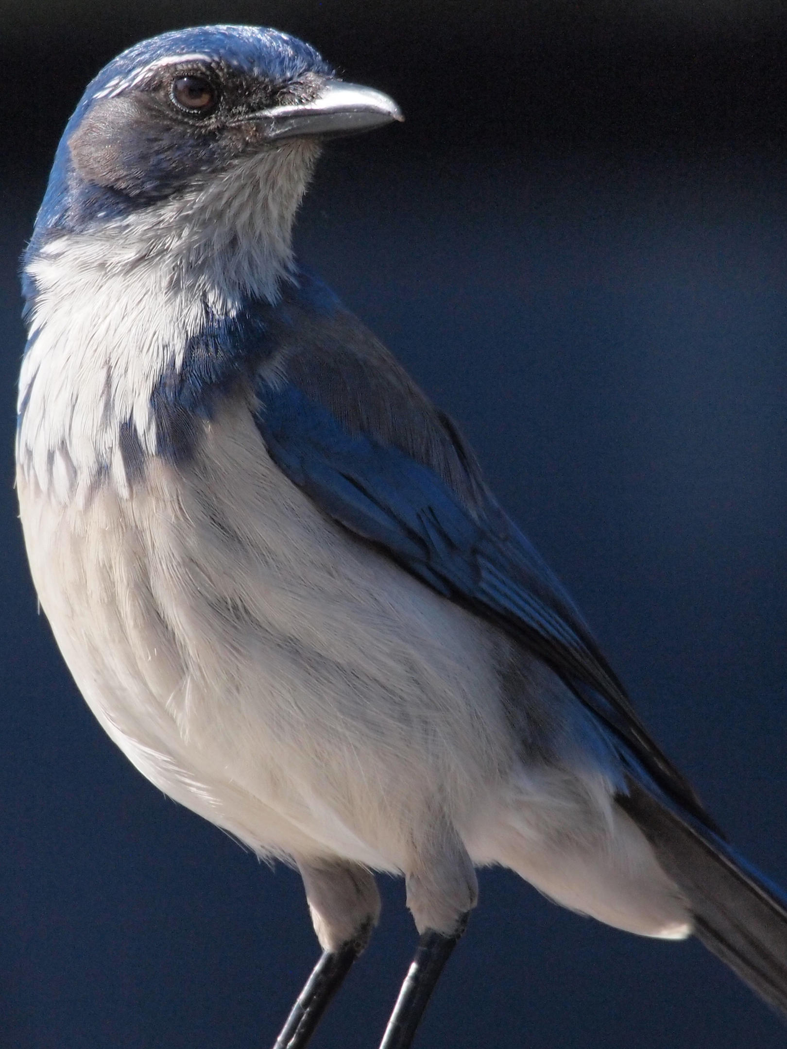 California ScrubJay Audubon Field Guide