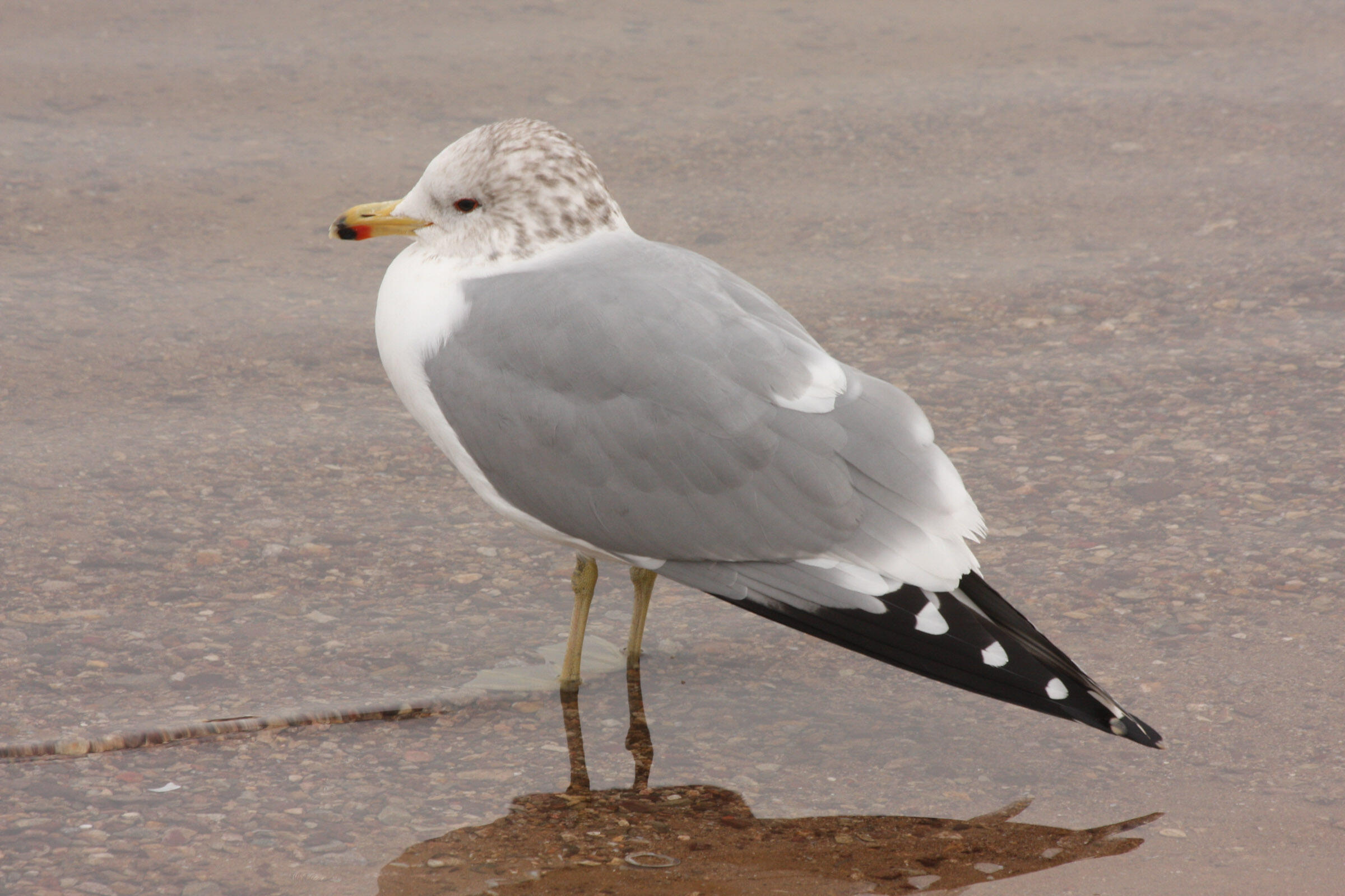 California Gull Audubon Field Guide