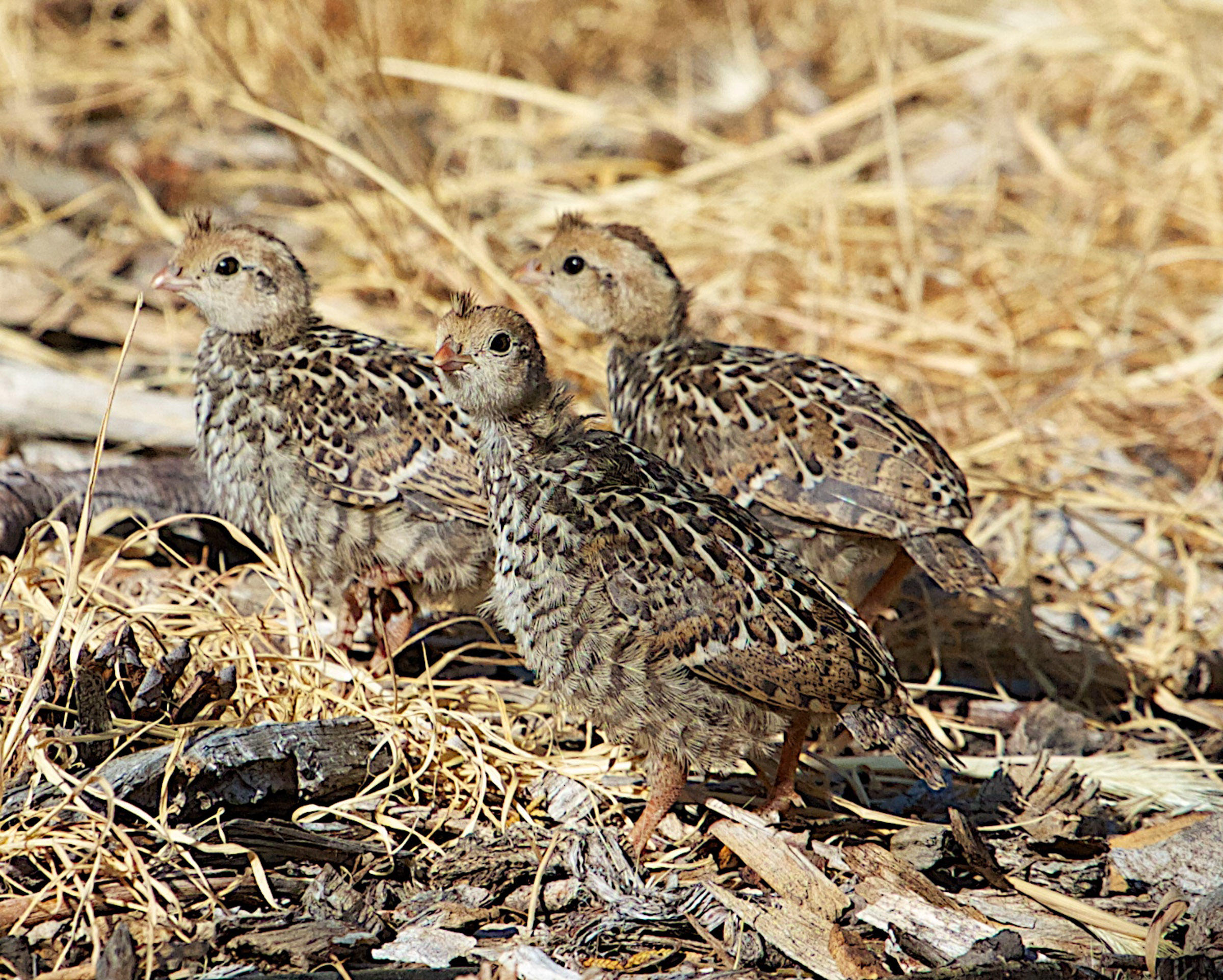 California Quail Audubon Field Guide