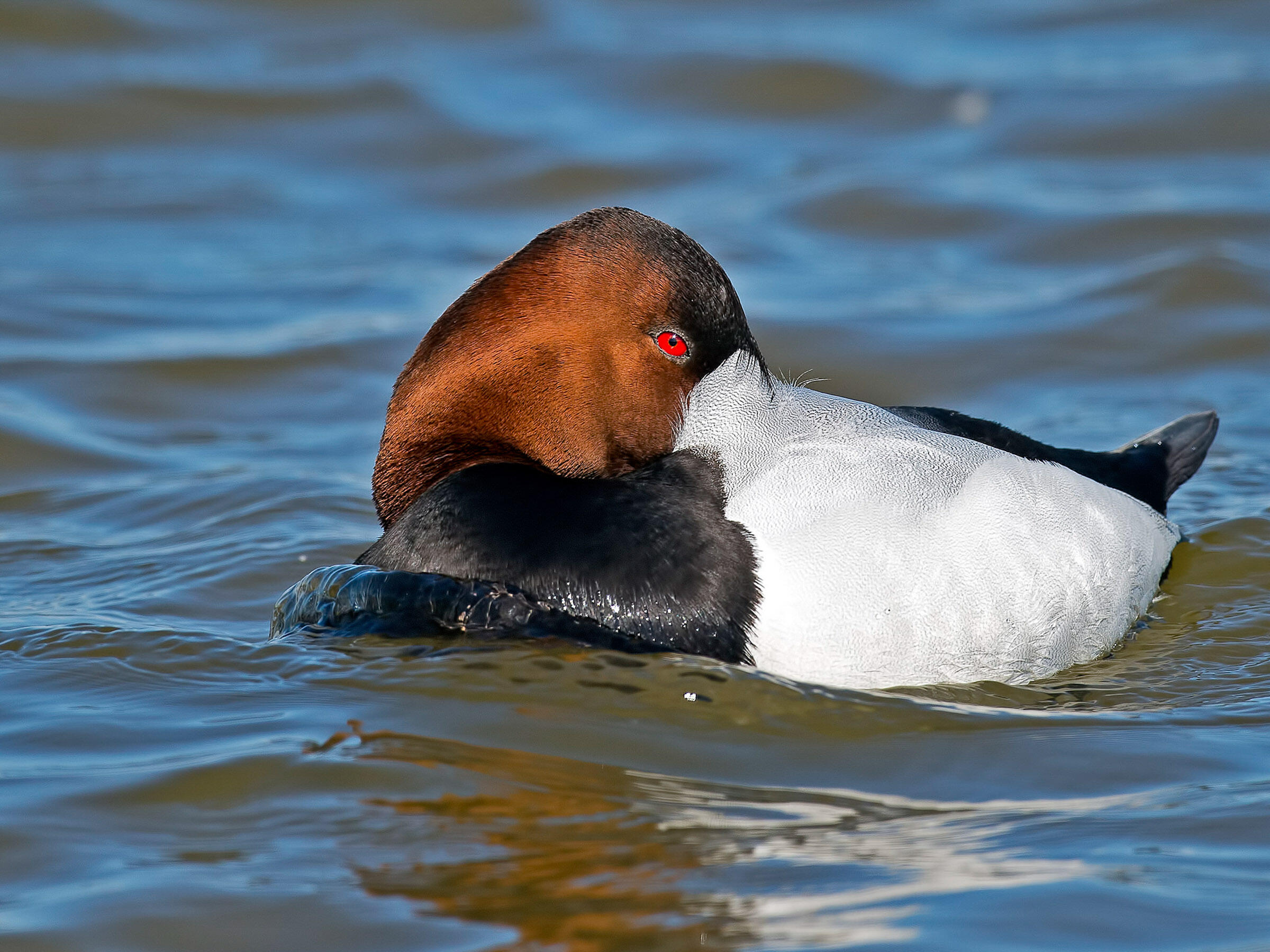 Canvasback Audubon Field Guide