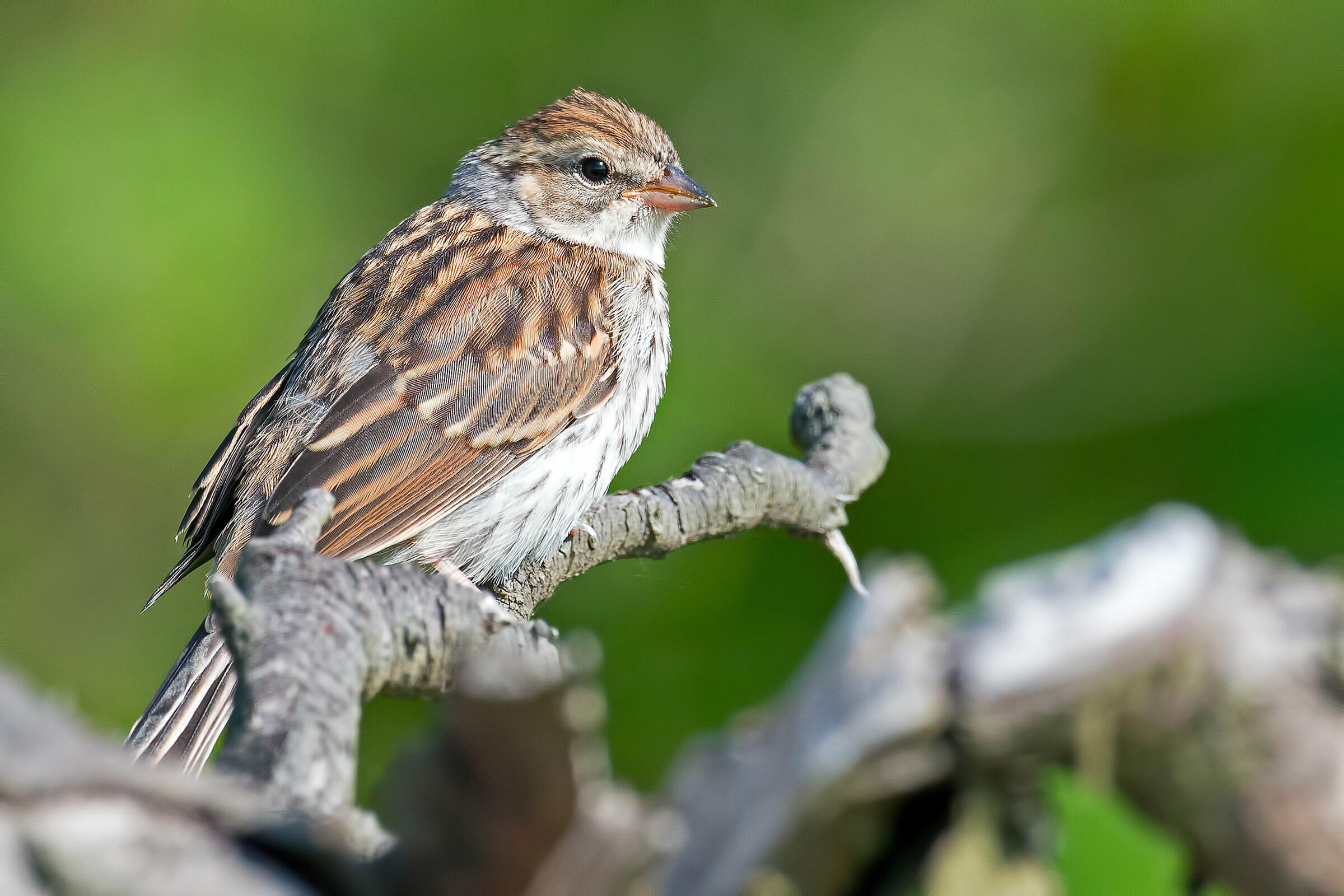 Chipping Sparrow Audubon Field Guide
