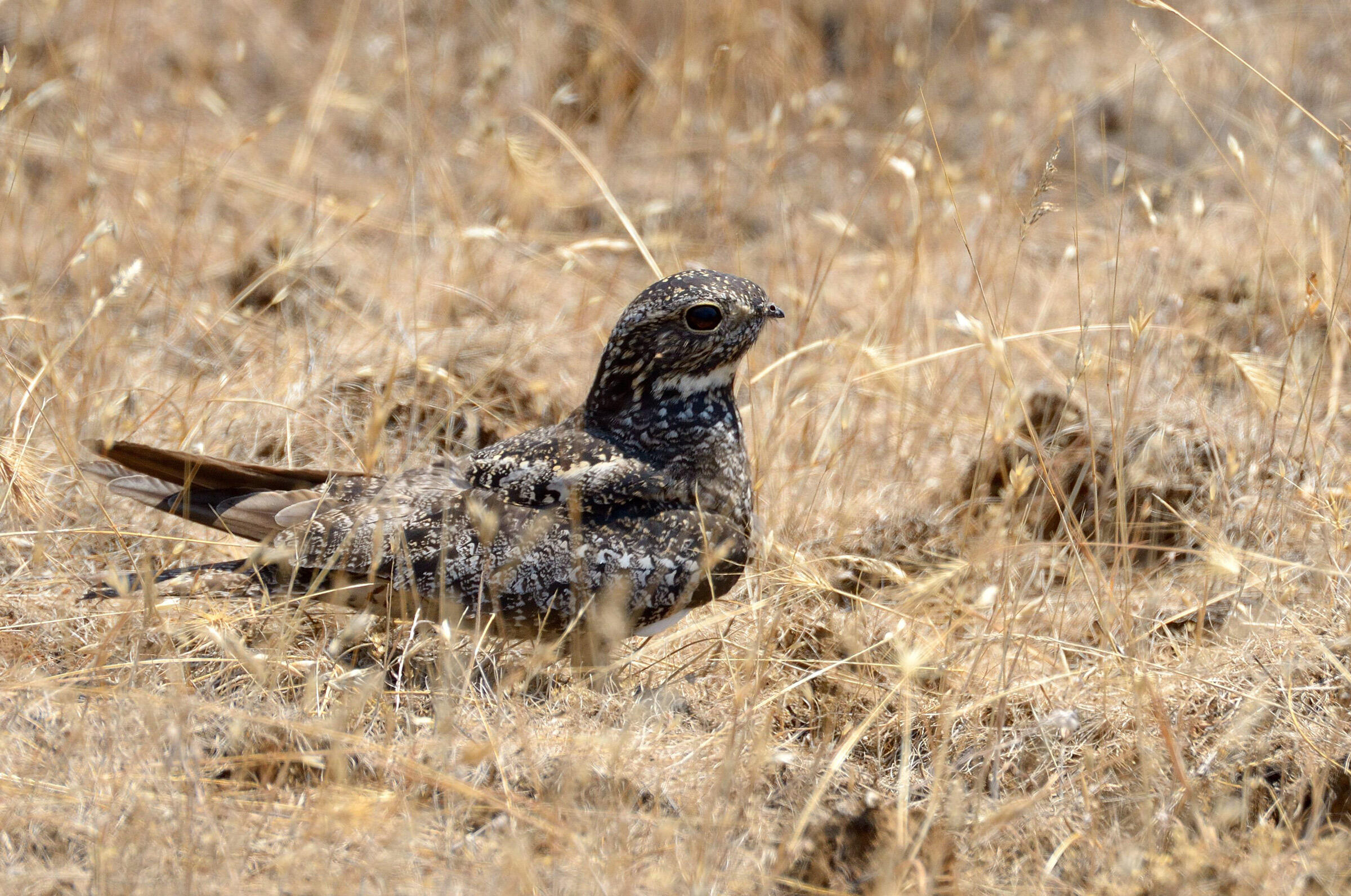 Common Nighthawk Audubon Field Guide