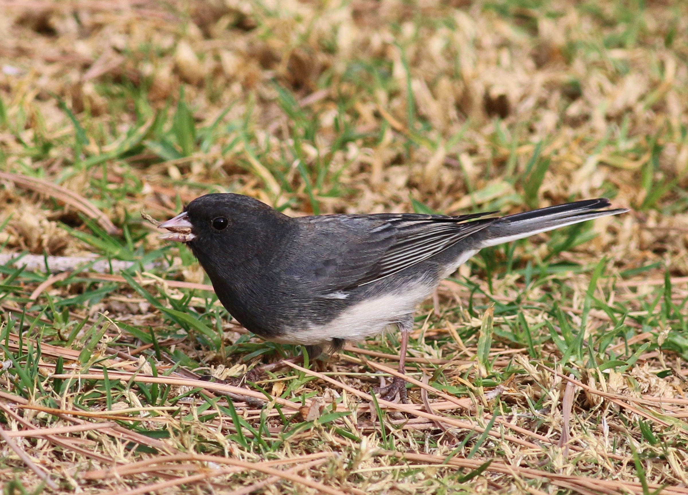 Dark eyed Junco Audubon Field Guide