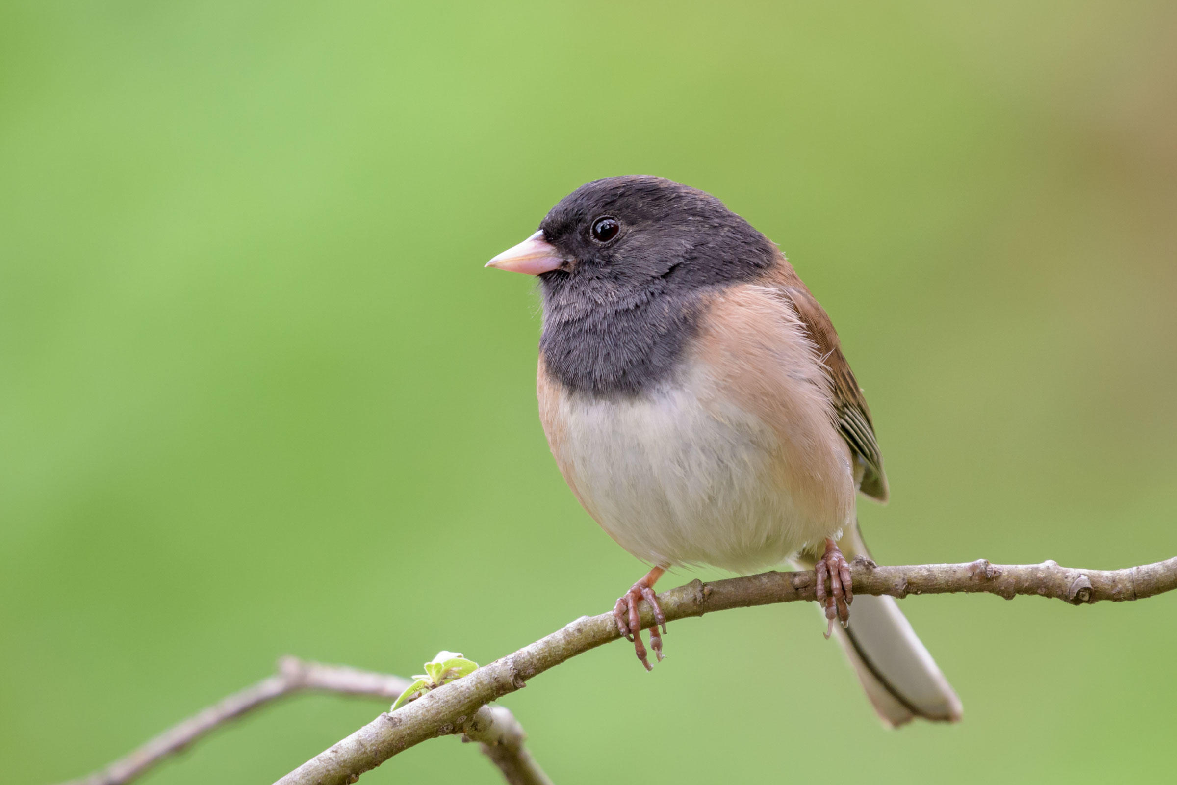 Dark eyed Junco Audubon Field Guide Dark eyed Junco Audubon Field Guide