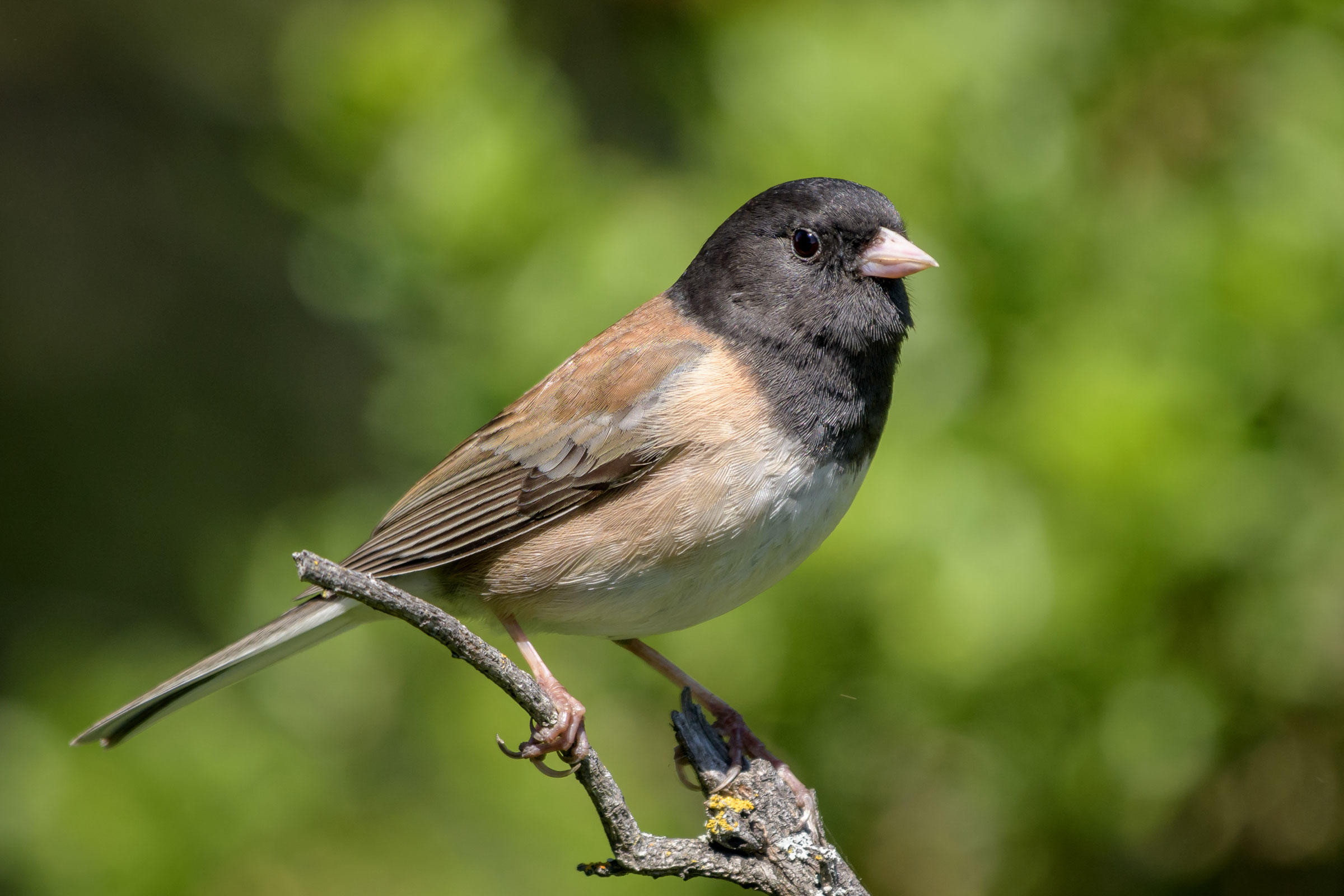 Dark eyed Junco Audubon Field Guide