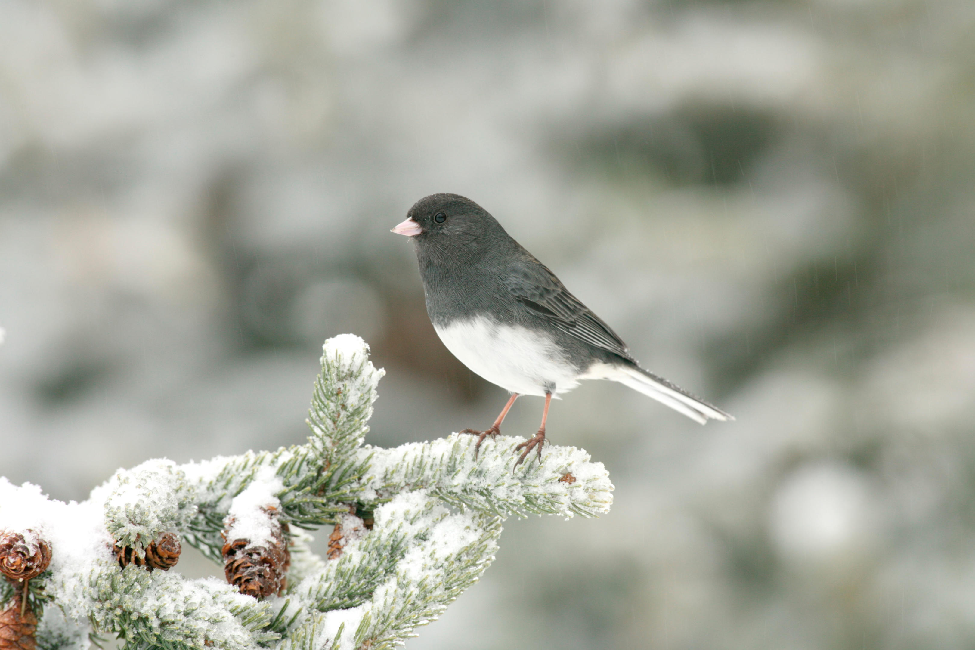 Dark eyed Junco Audubon Field Guide