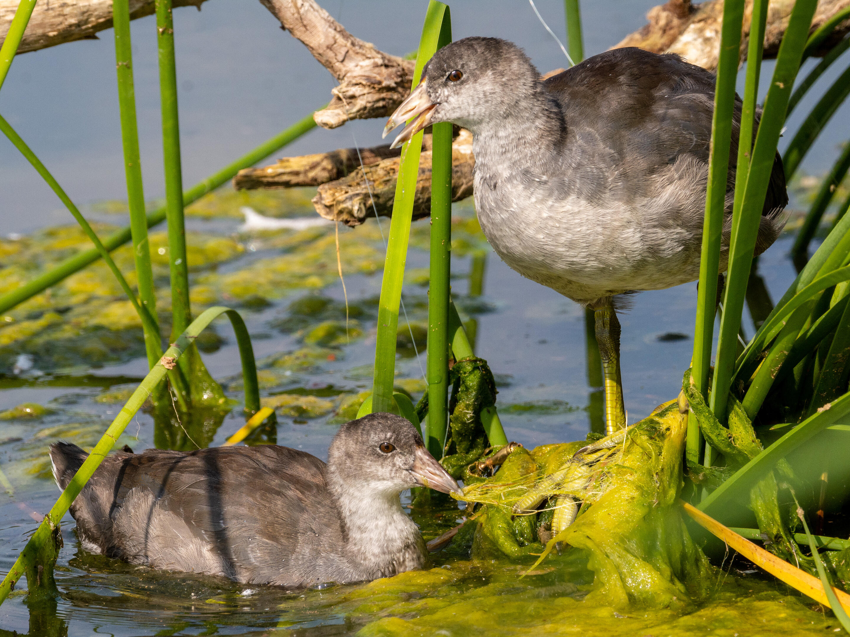 American Coot Audubon Field Guide