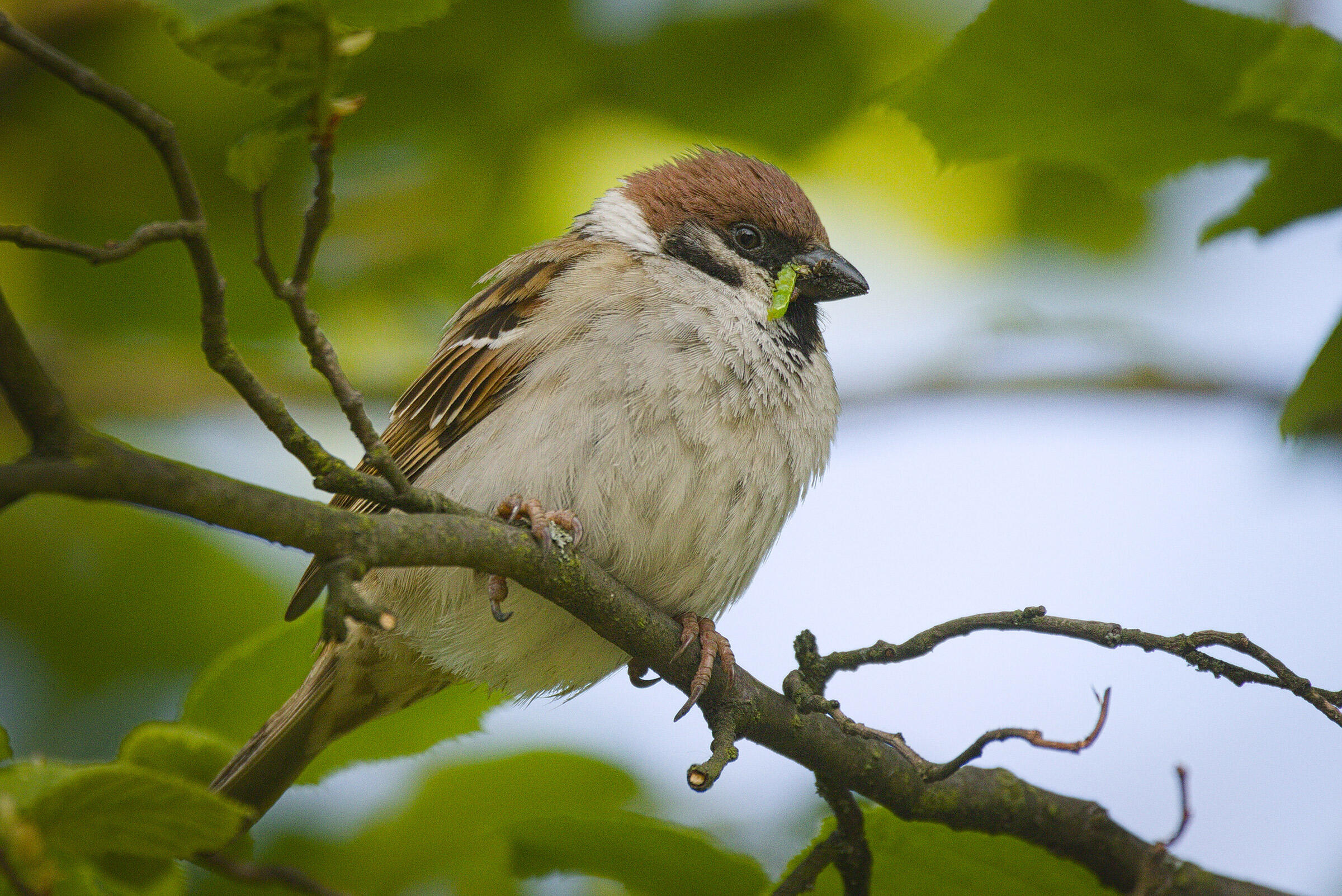 Eurasian Tree Sparrow Audubon Field Guide