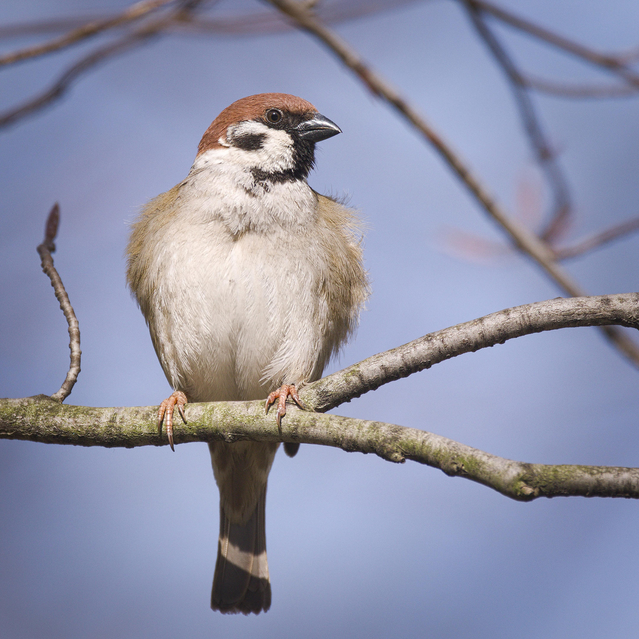 Eurasian Tree Sparrow Audubon Field Guide