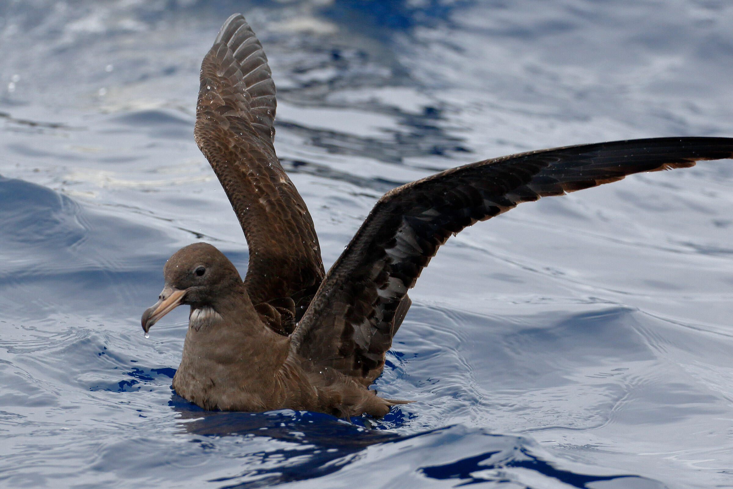 Fleshfooted Shearwater Audubon Field Guide