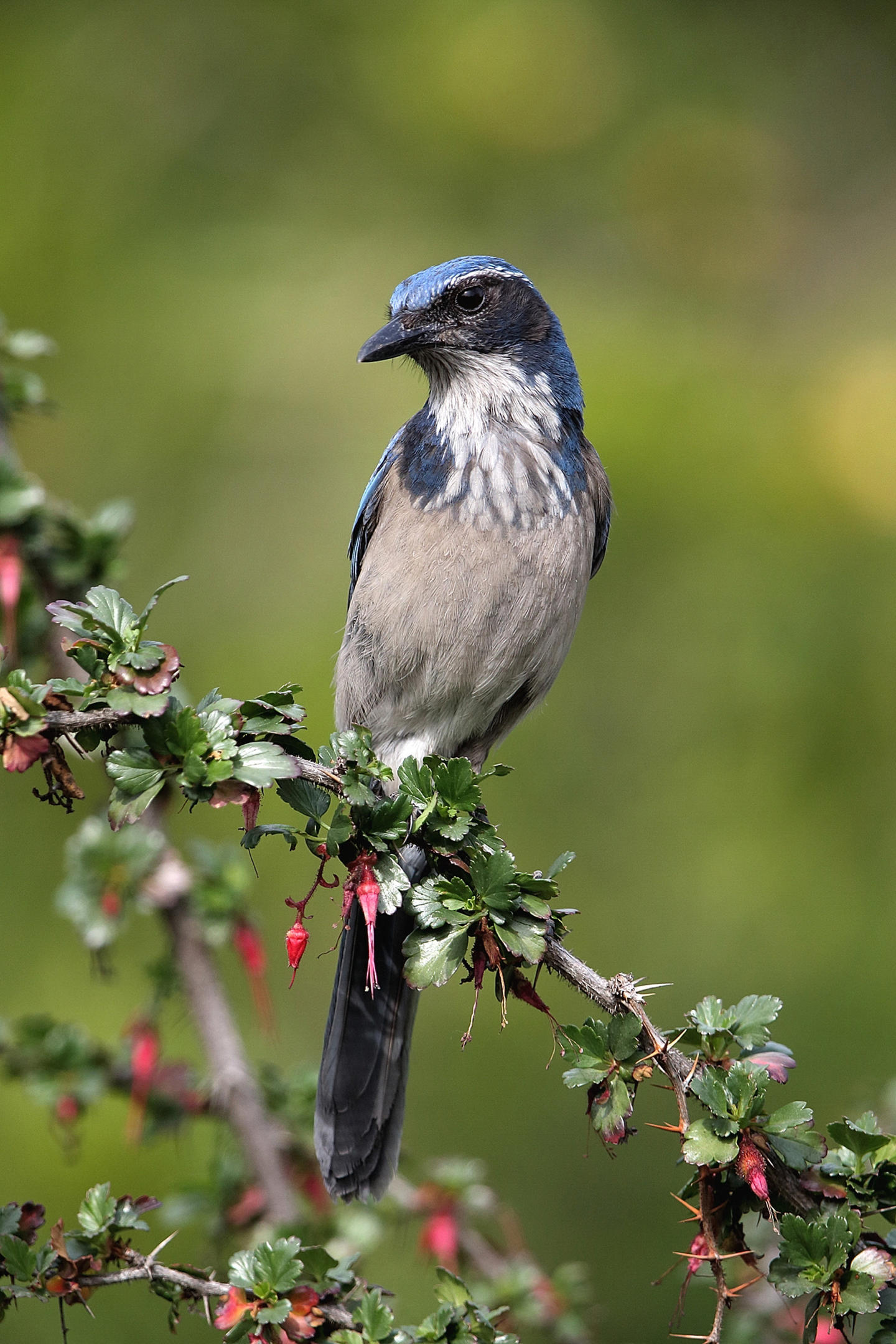 California ScrubJay Audubon Field Guide