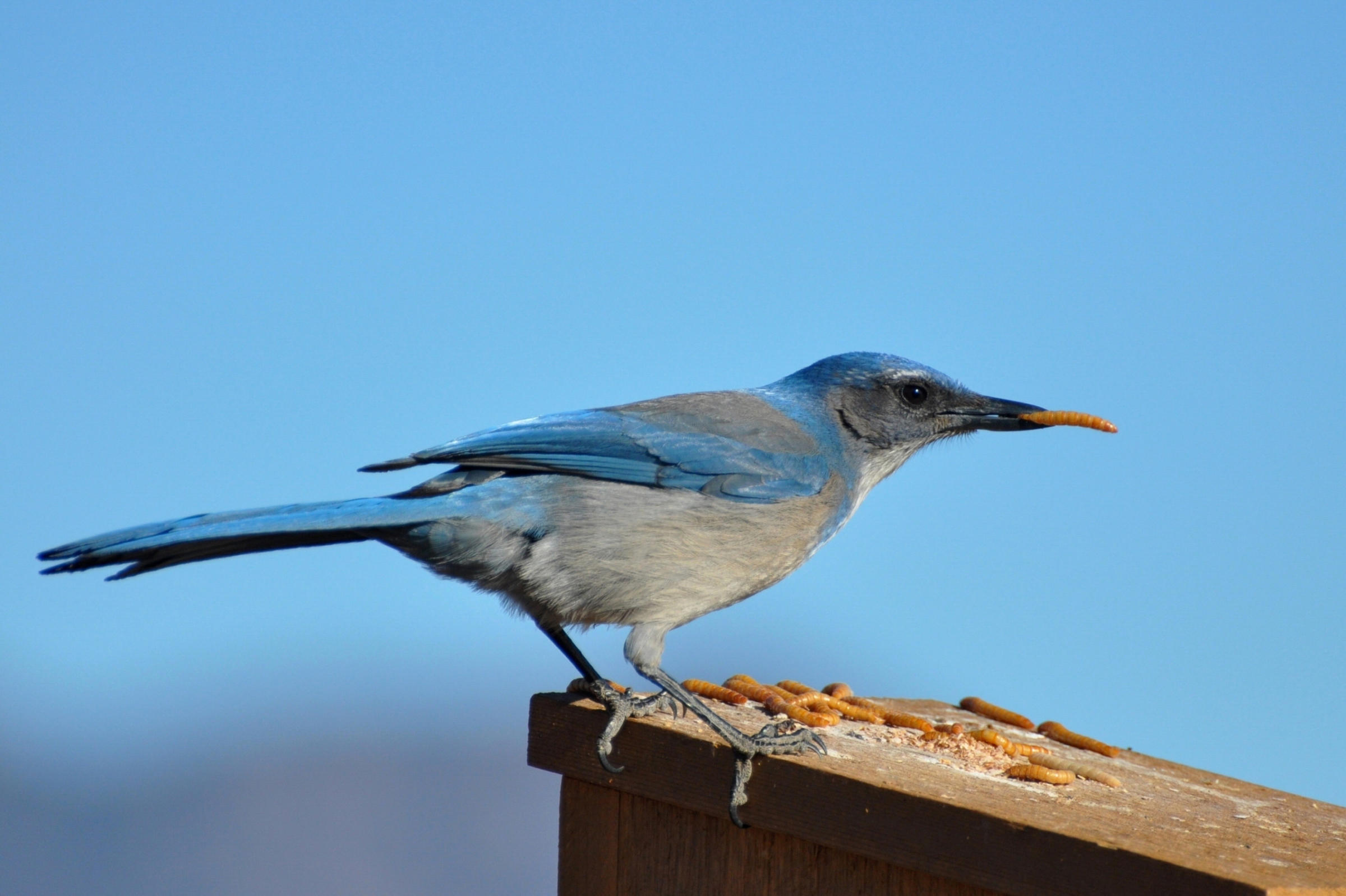 Woodhouse's ScrubJay Audubon Field Guide