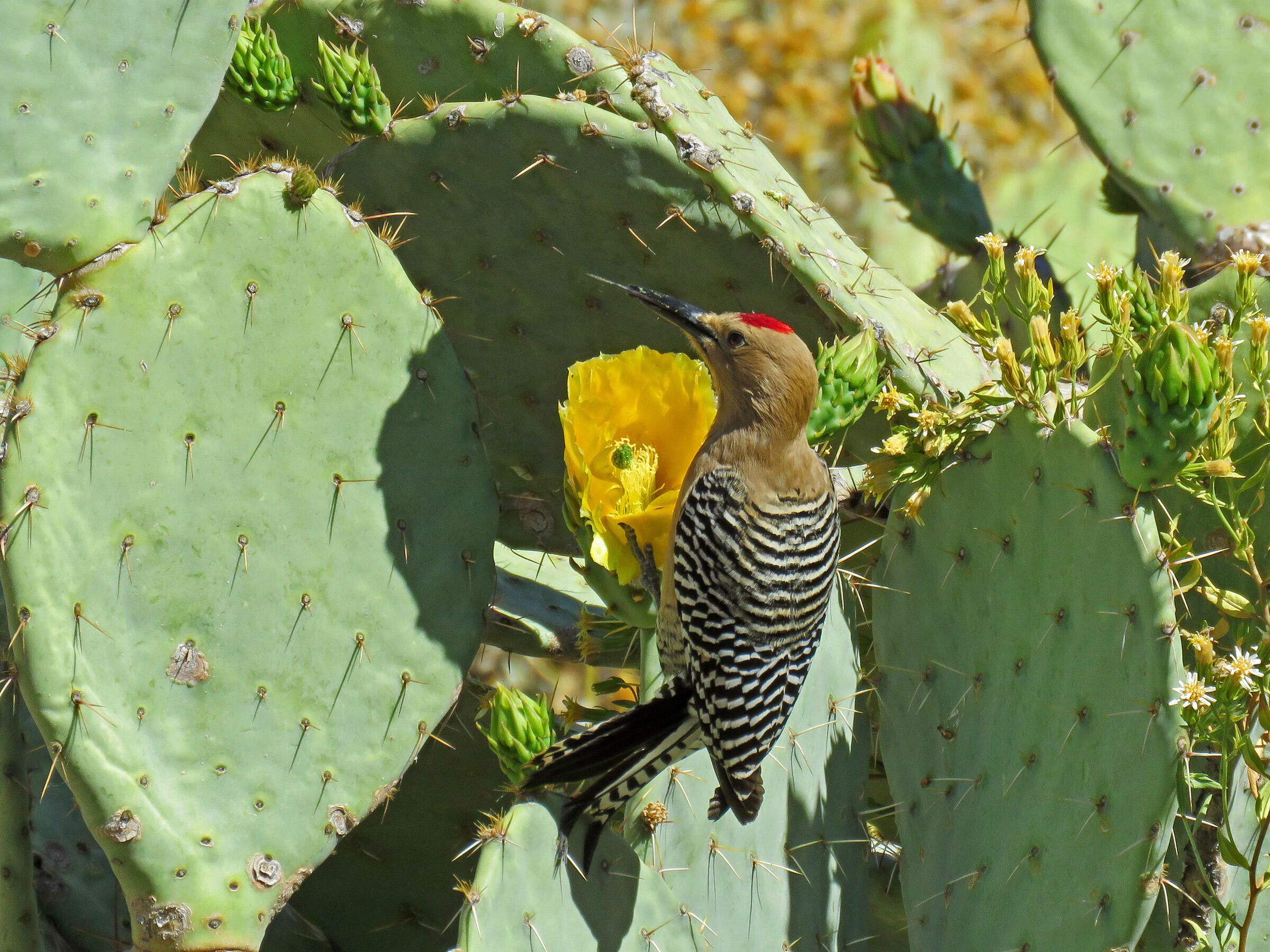 Carpintero del Desierto | Guía de Aves