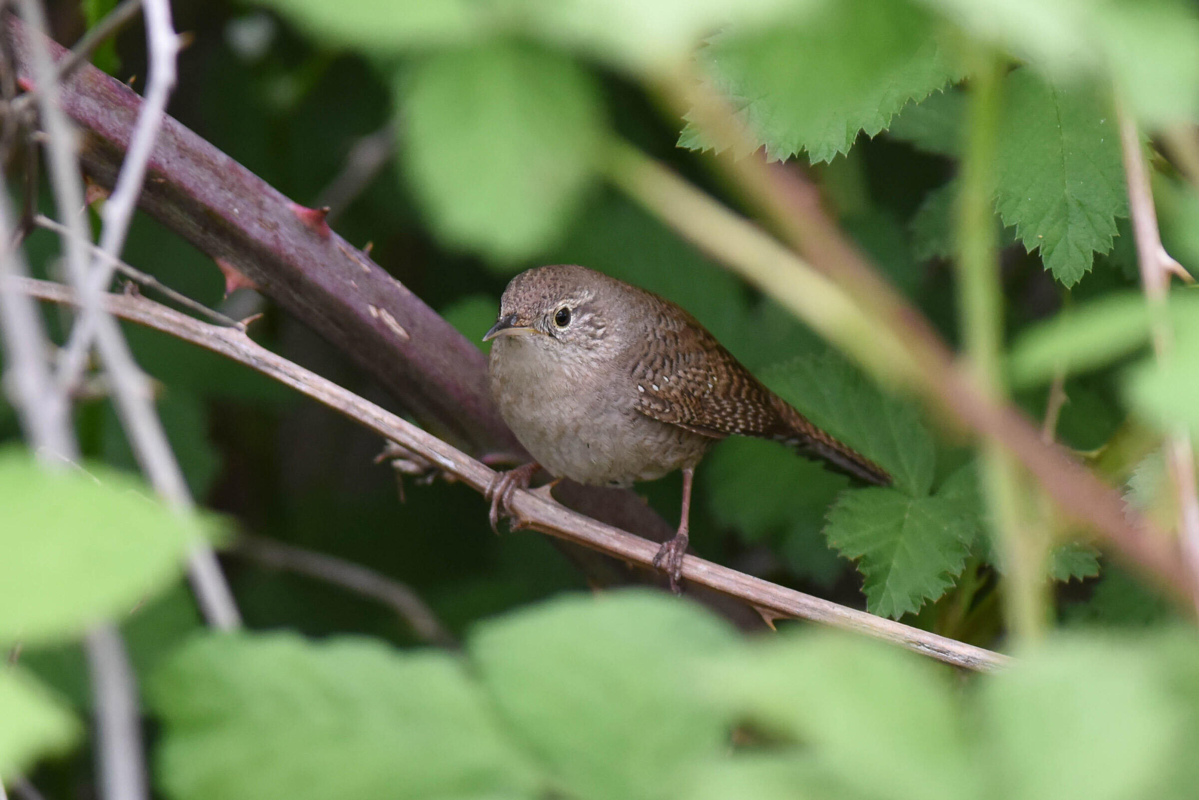 House Wren Audubon Field Guide