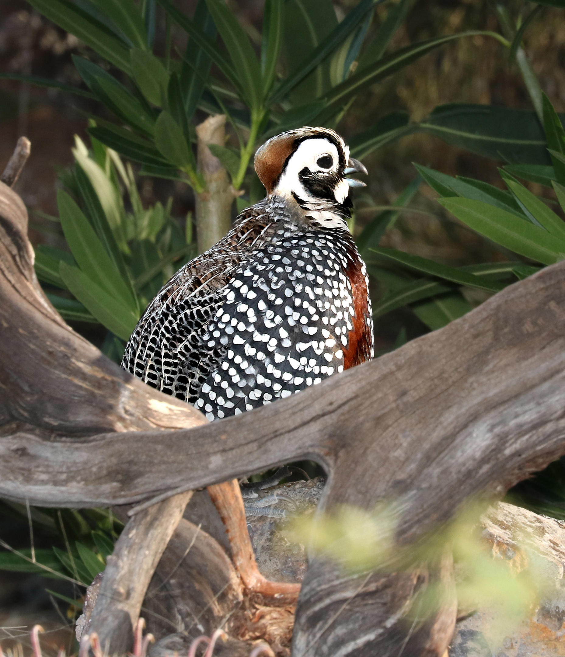 Montezuma Quail Audubon Field Guide