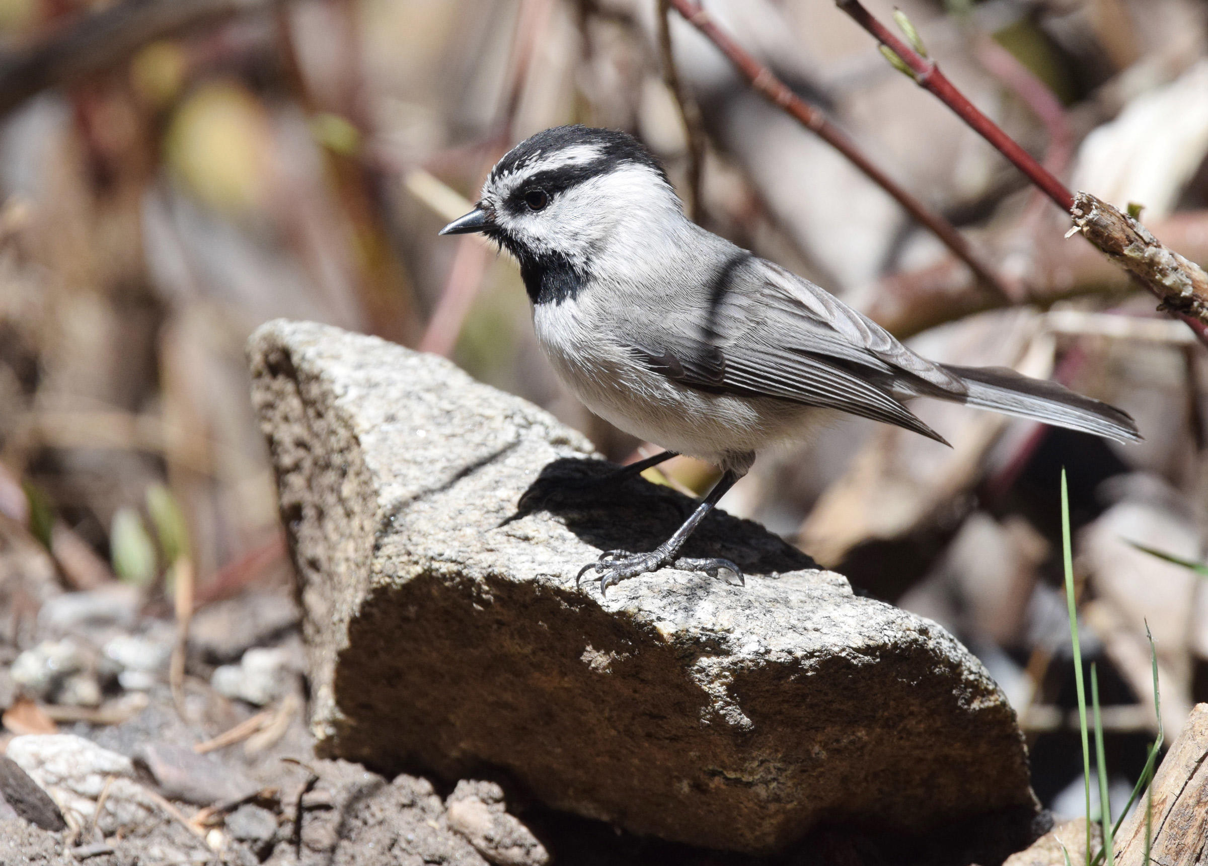 Mountain Chickadee Audubon Field Guide