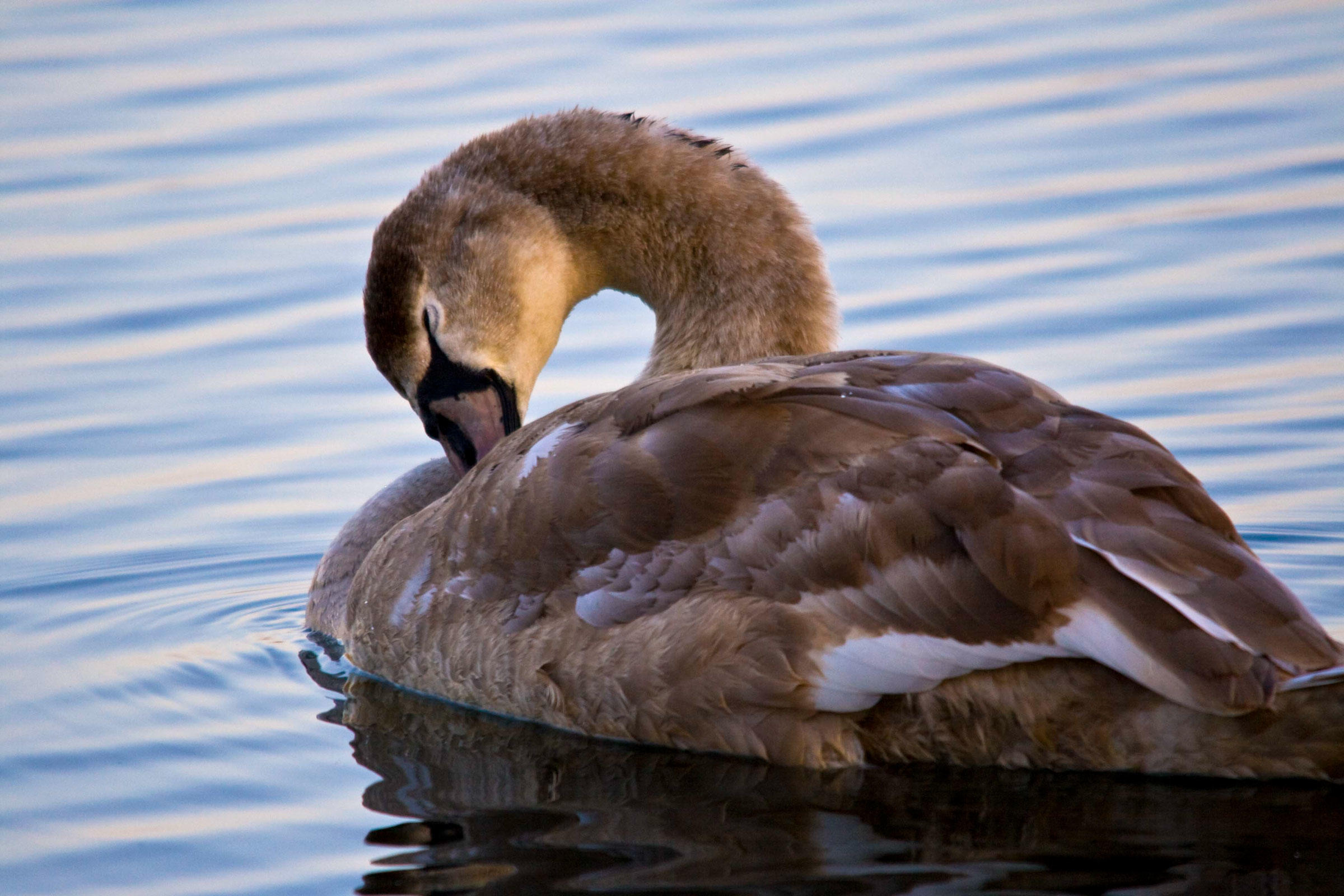 Mute Swan Audubon Field Guide