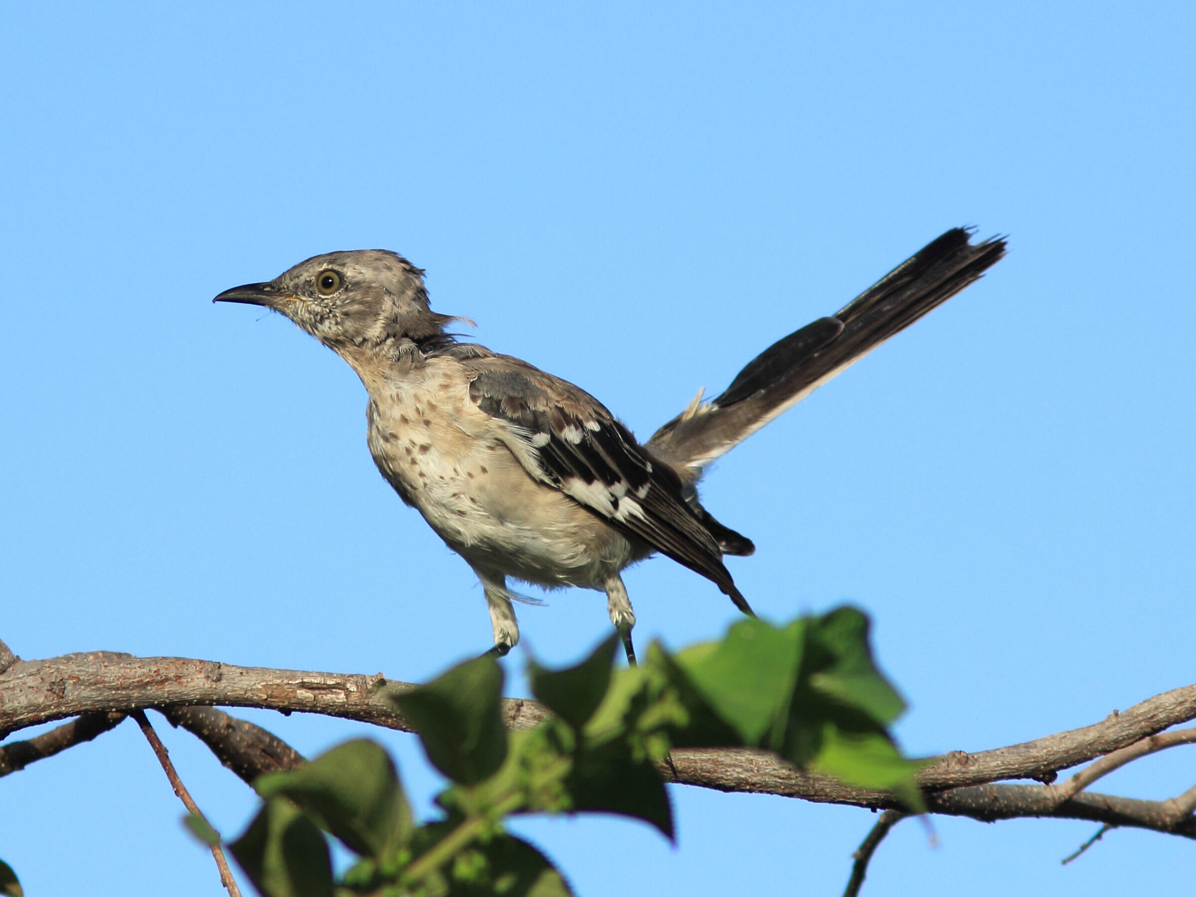 Northern Mockingbird Audubon Field Guide