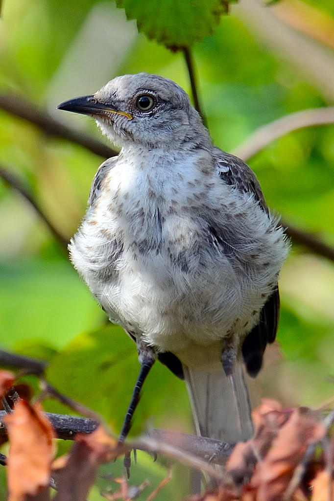 Northern Mockingbird Audubon Field Guide