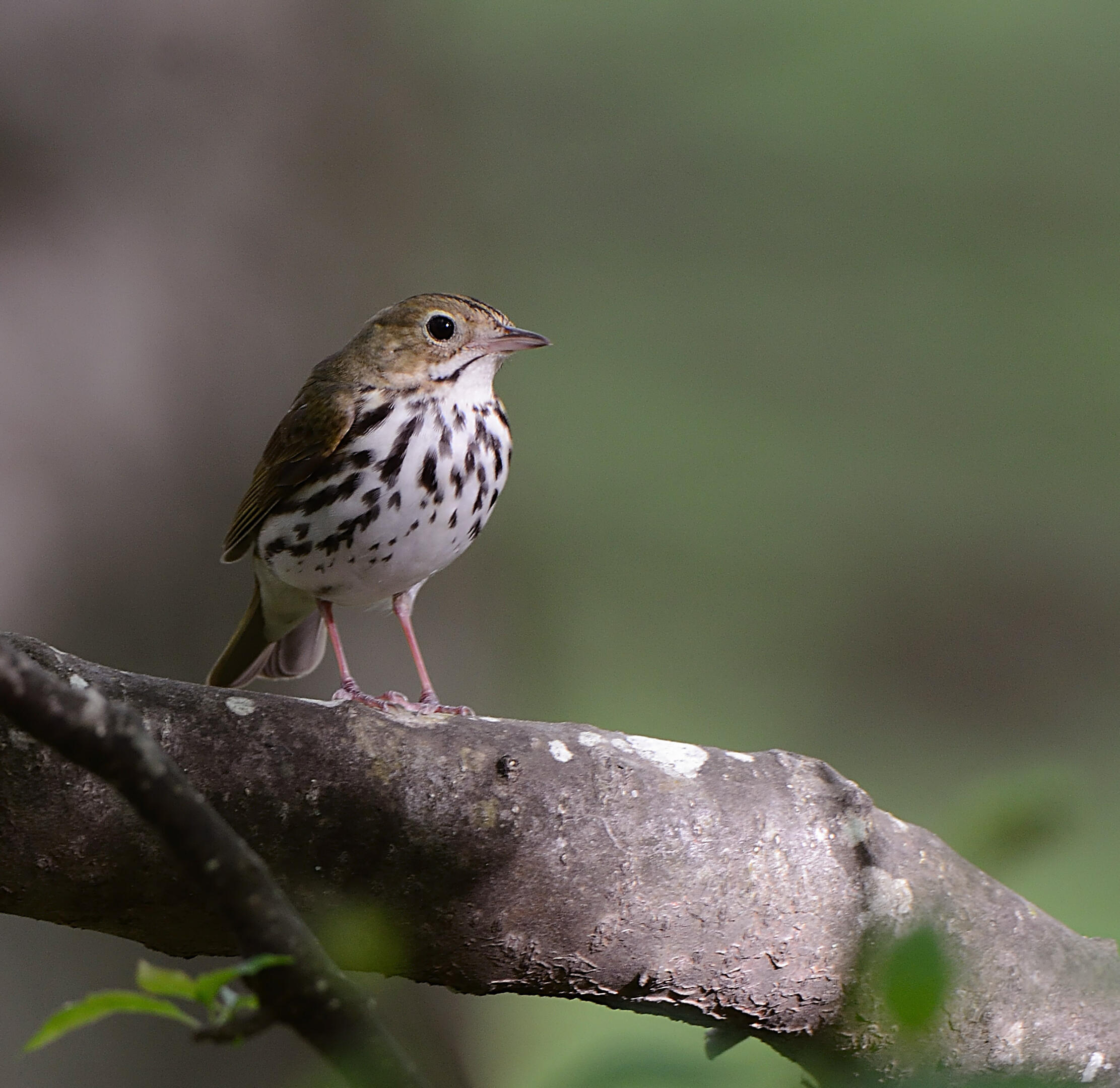 Ovenbird Audubon Field Guide