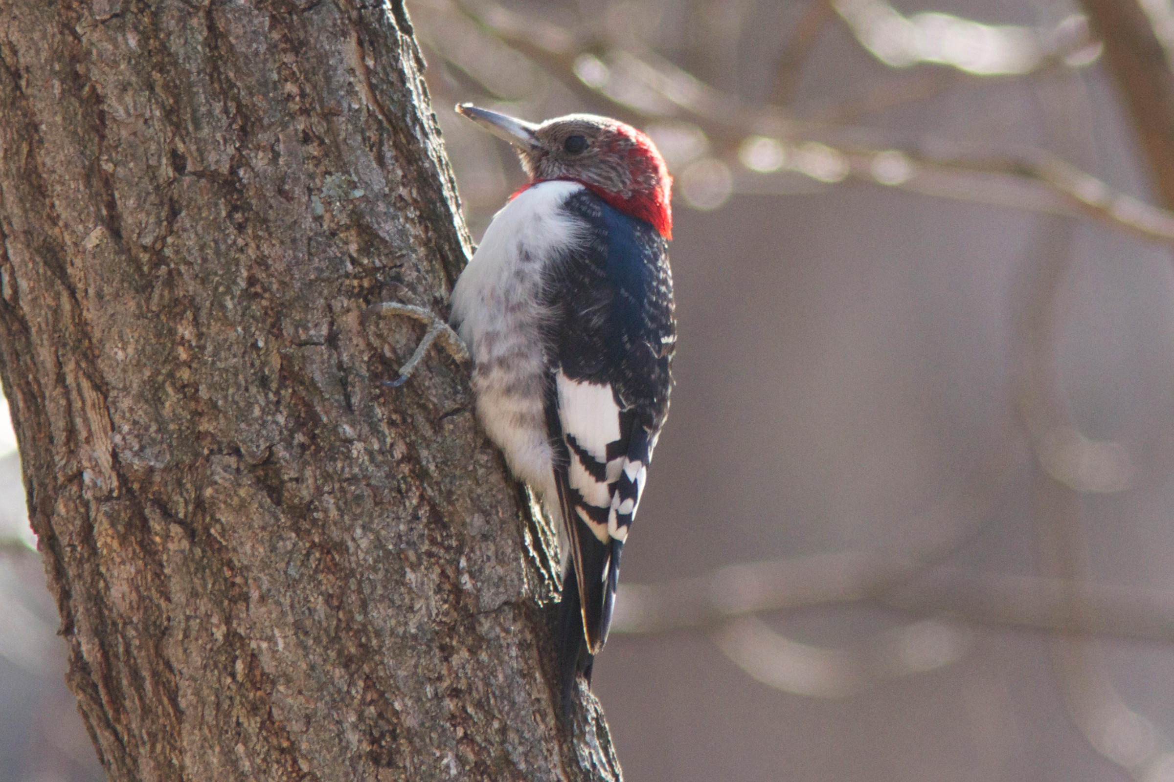 Redheaded Woodpecker Audubon Field Guide