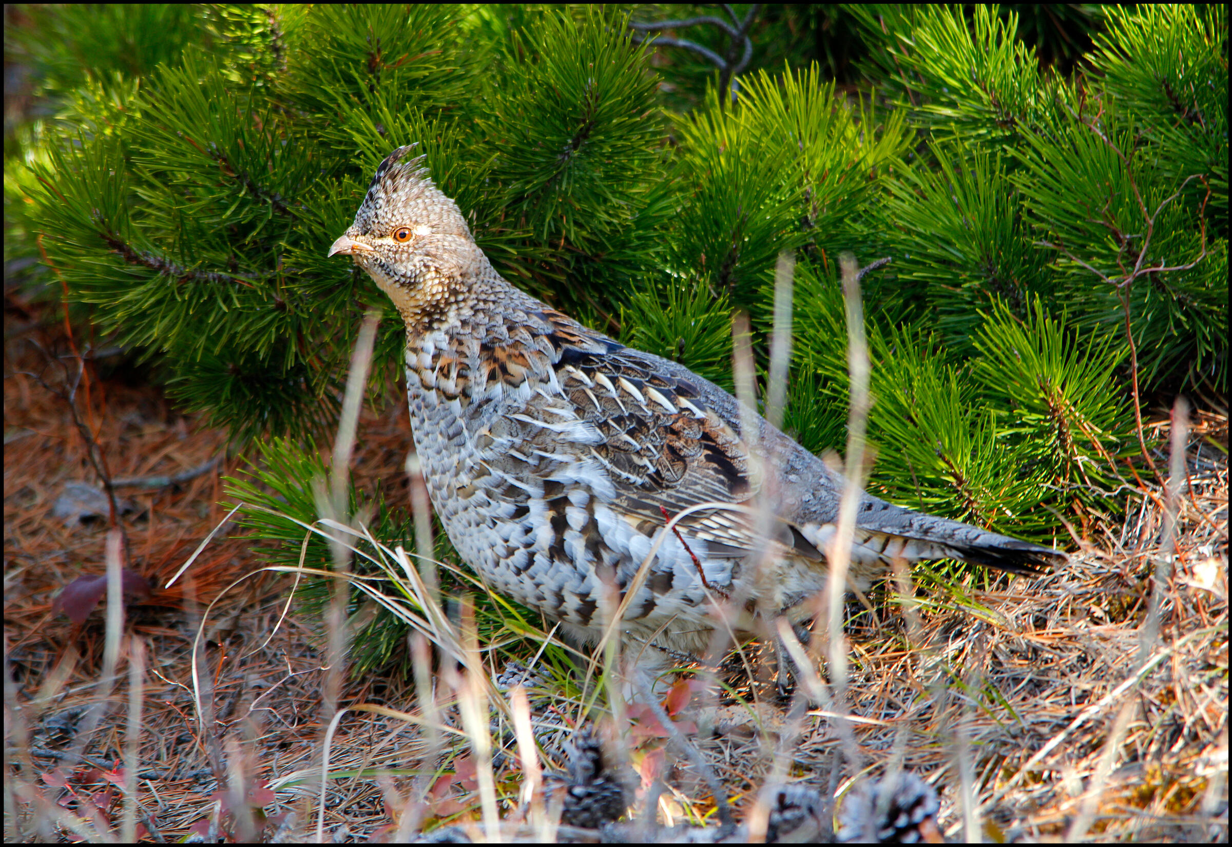 Ruffed Grouse Audubon Field Guide