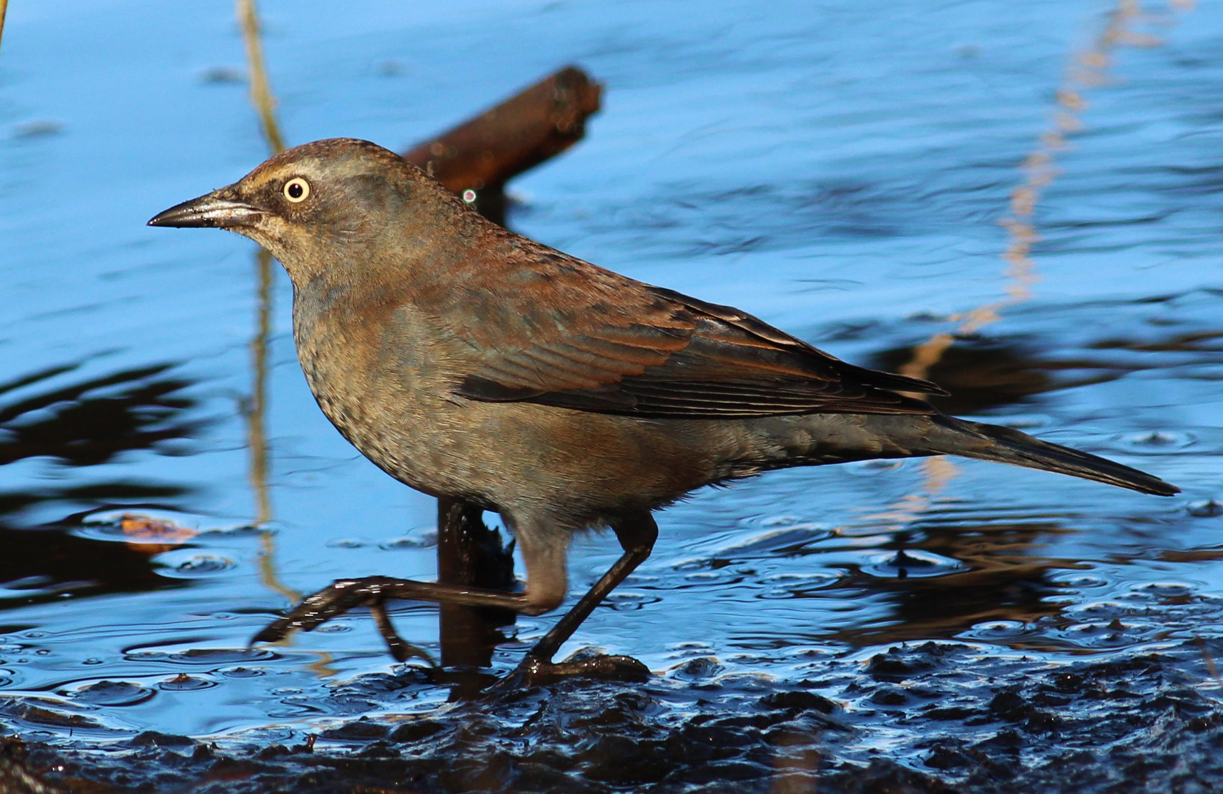 Rusty Blackbird Audubon Field Guide