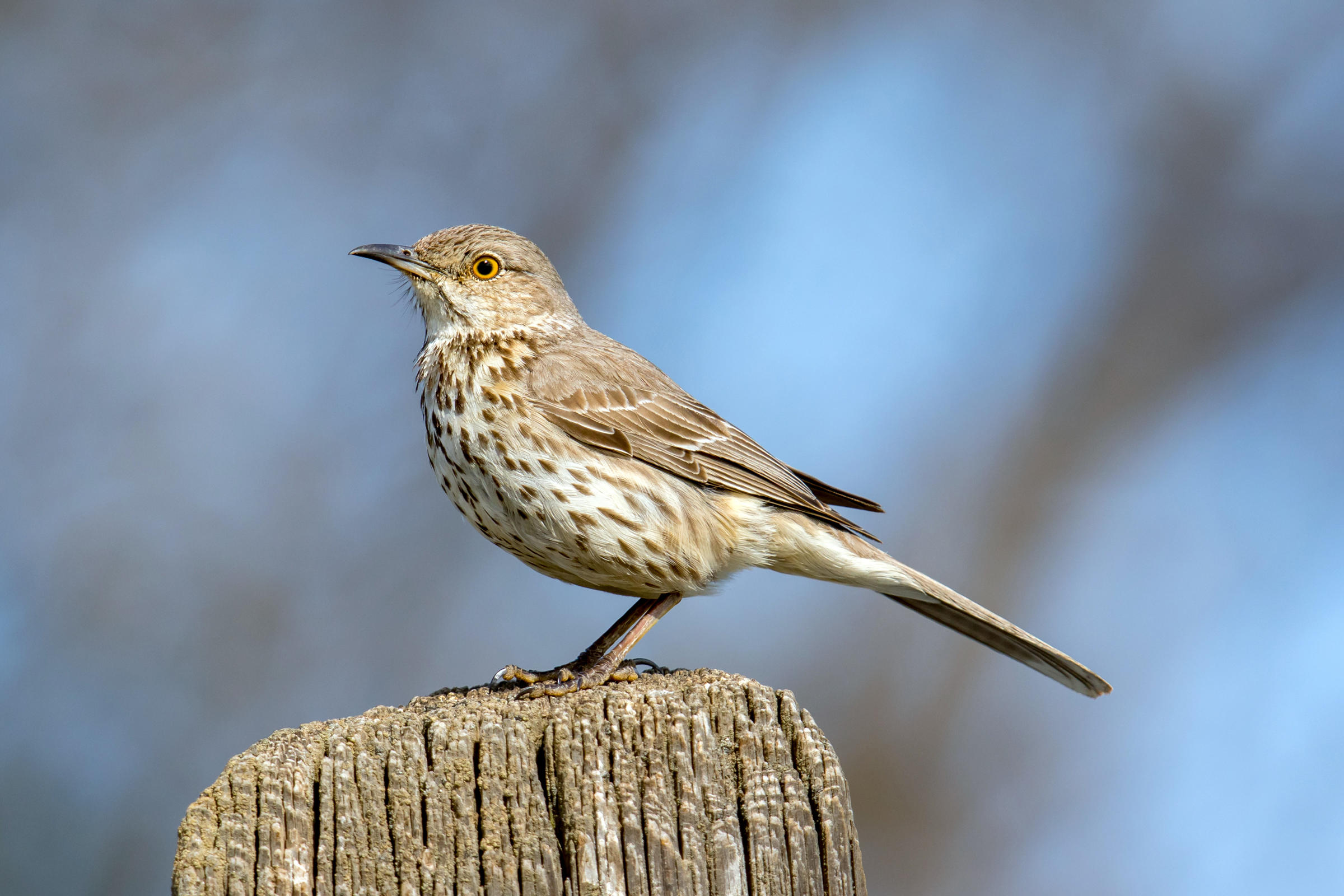 Sage Thrasher | Audubon Field Guide