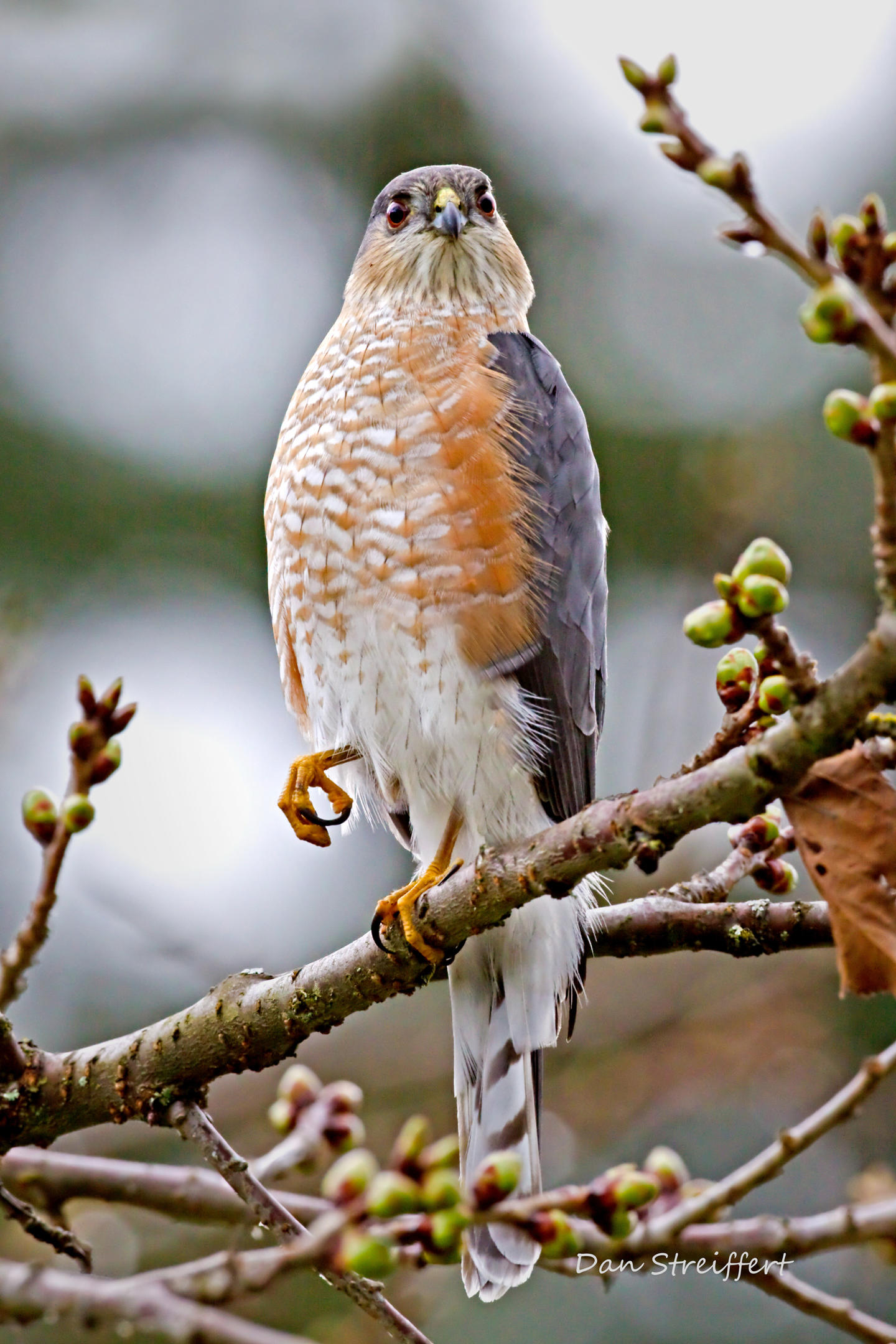 Sharpshinned Hawk Audubon Field Guide