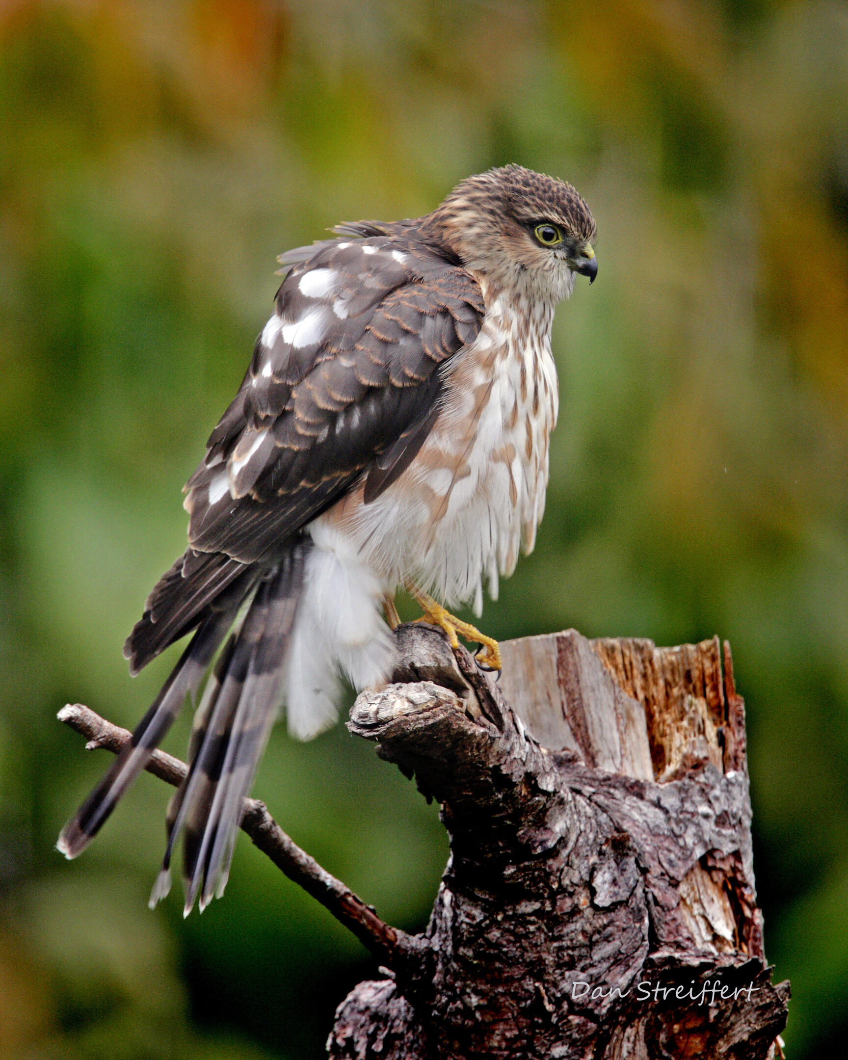 Sharpshinned Hawk Audubon Field Guide
