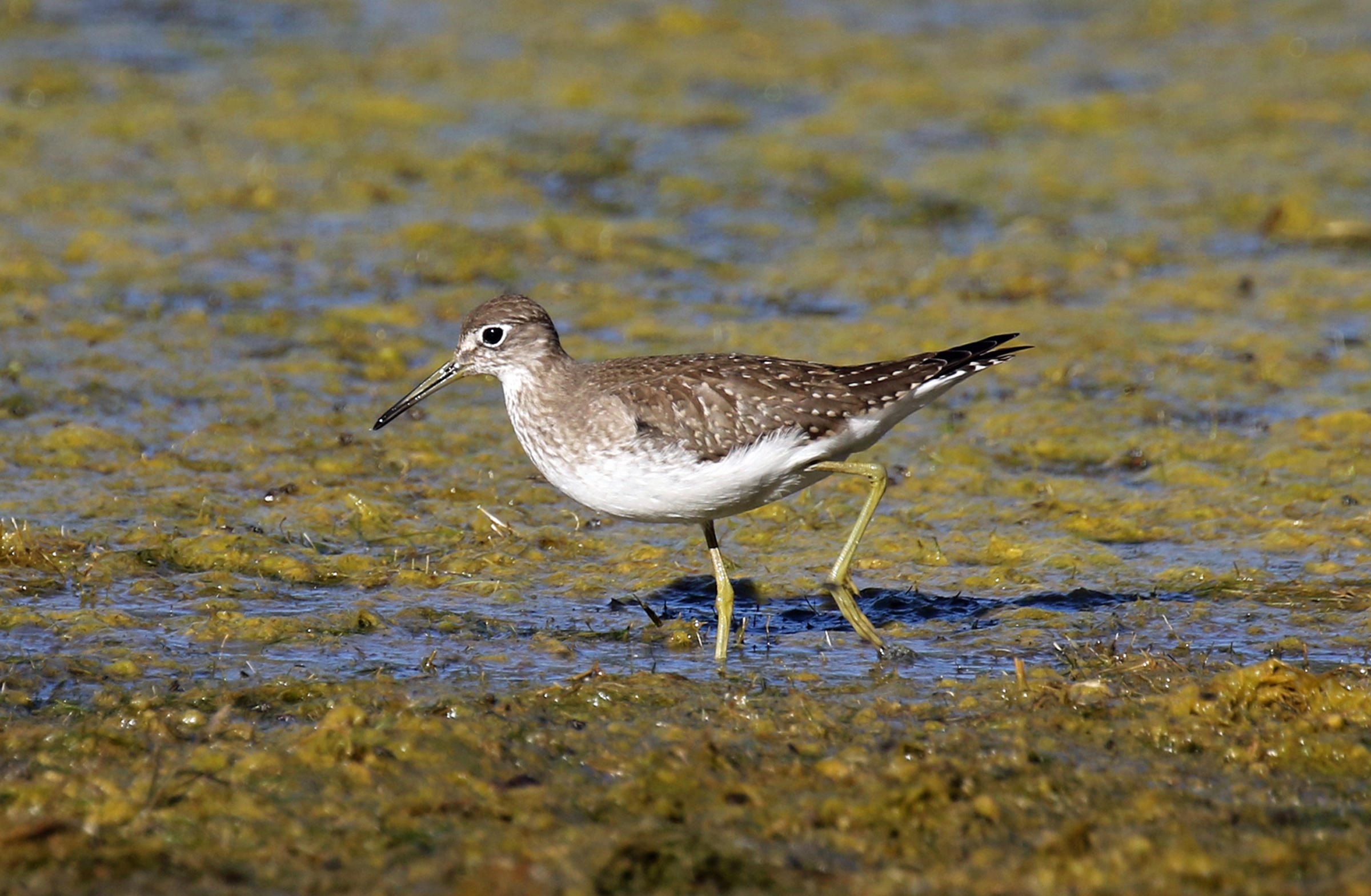 Solitary Sandpiper Audubon Field Guide