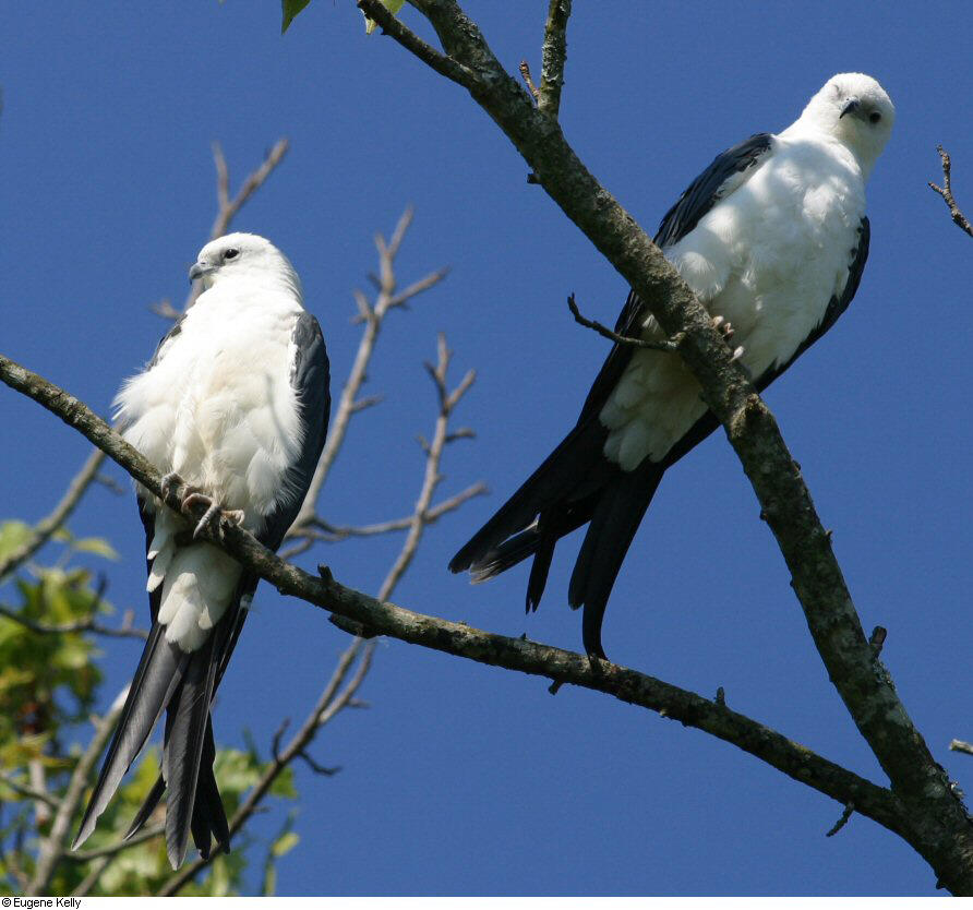 Swallowtailed Kite Audubon Field Guide