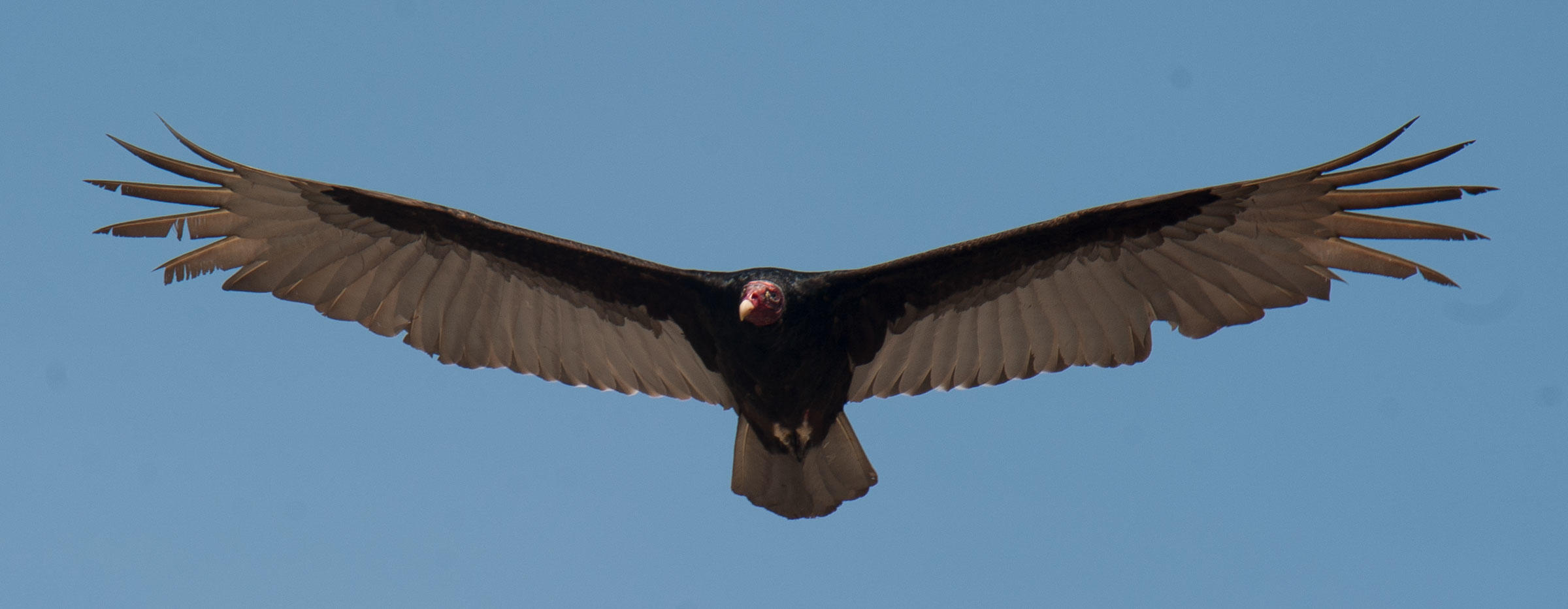 Turkey Vulture Audubon Field Guide