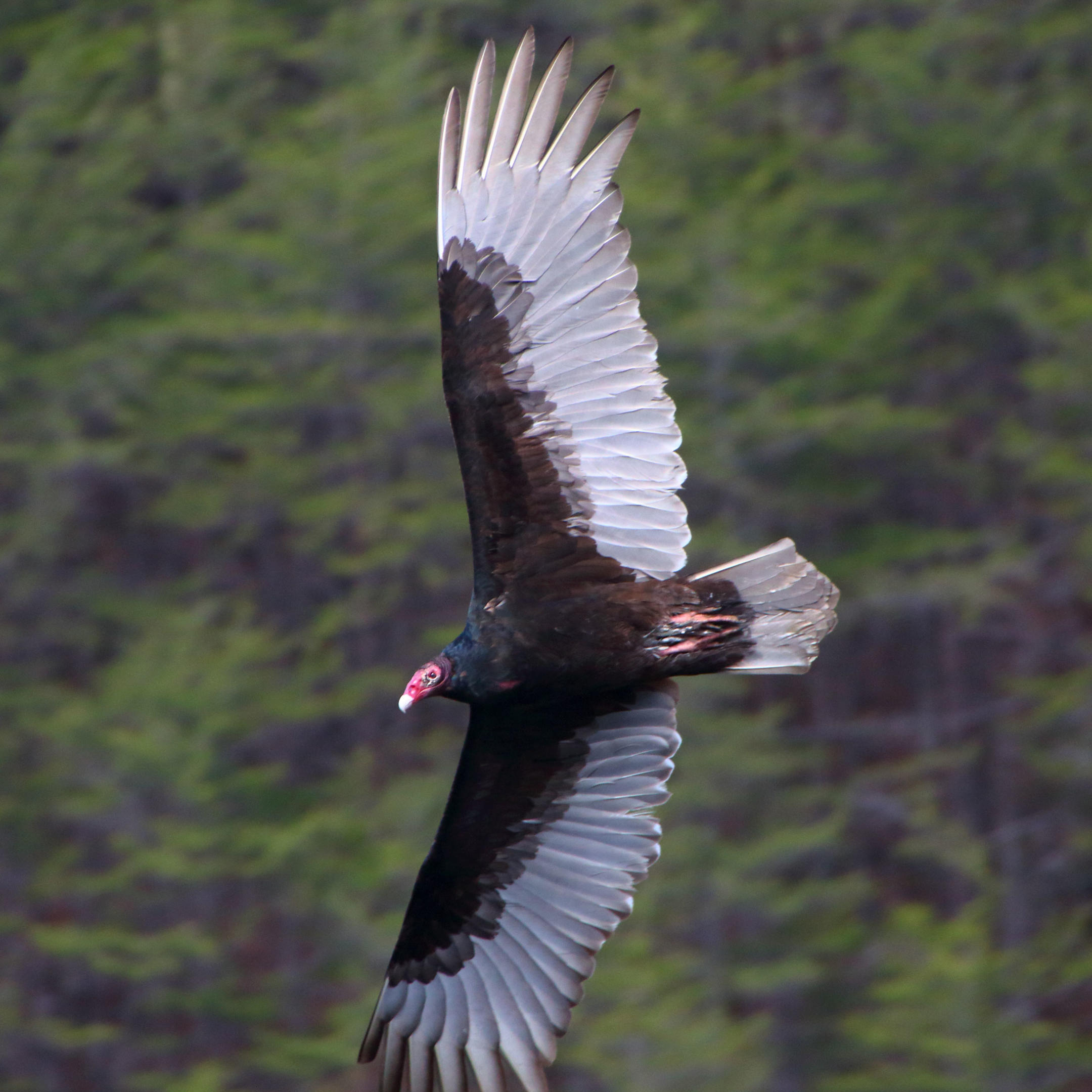 Turkey Vulture Audubon Field Guide