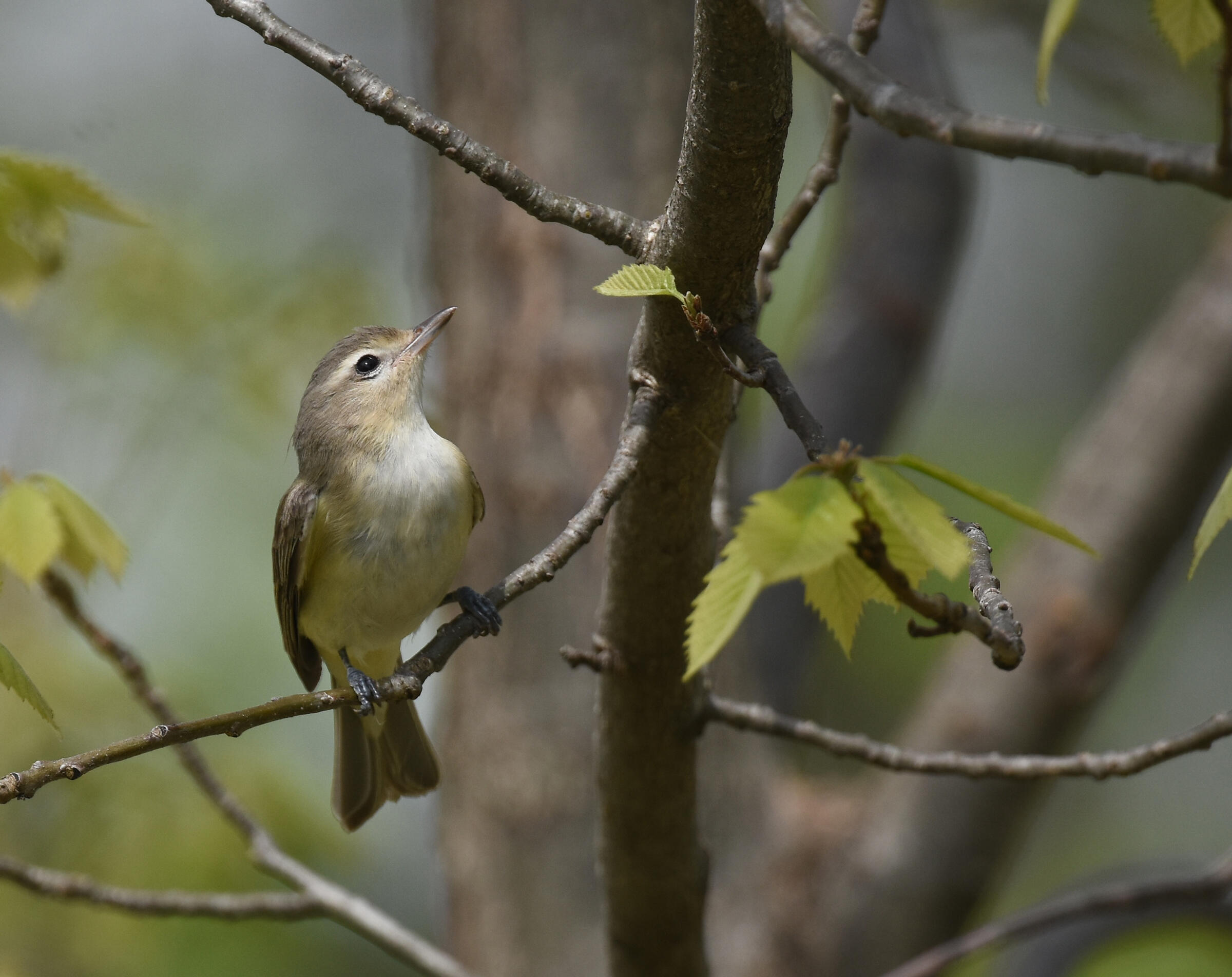 Warbling Vireo Audubon Field Guide
