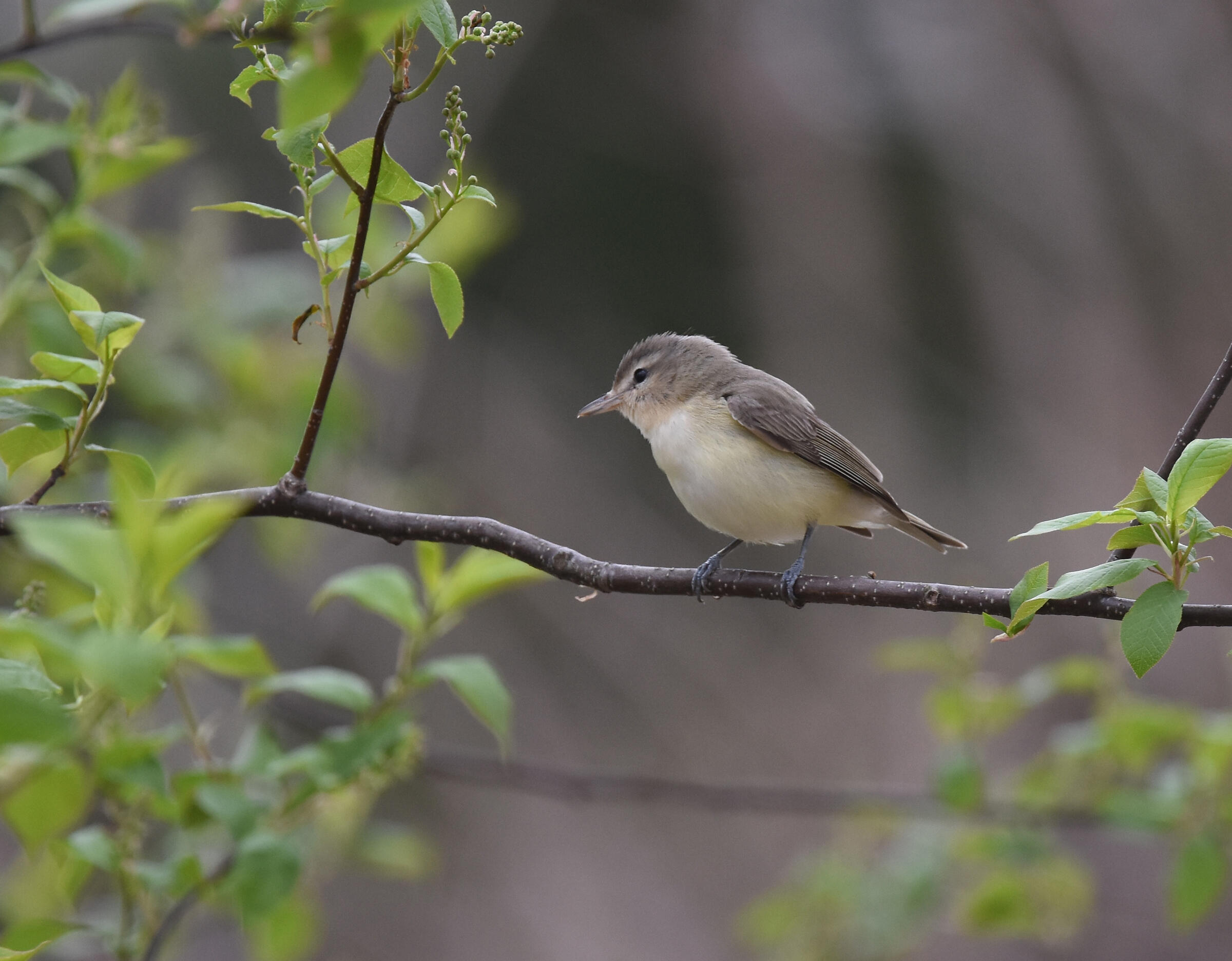 Warbling Vireo Audubon Field Guide