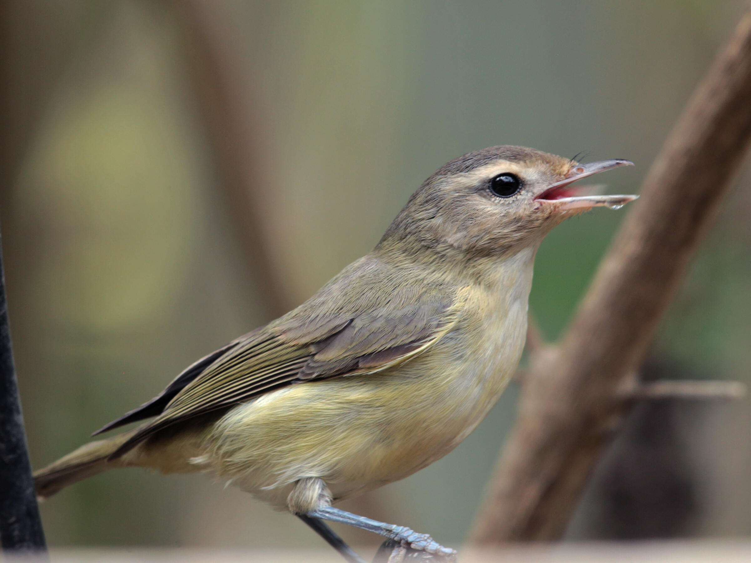 Warbling Vireo Audubon Field Guide