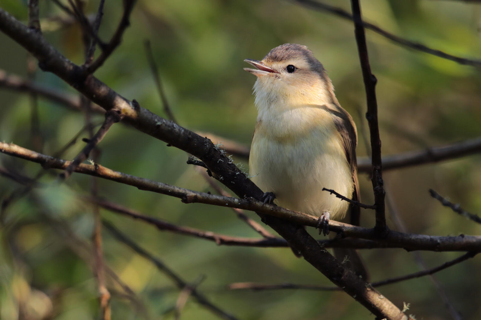 Warbling Vireo Audubon Field Guide