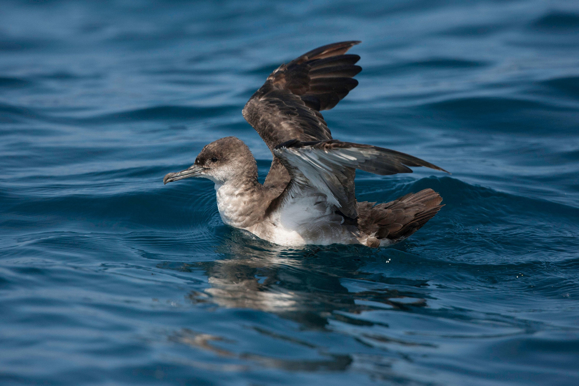 Blackvented Shearwater Audubon Field Guide