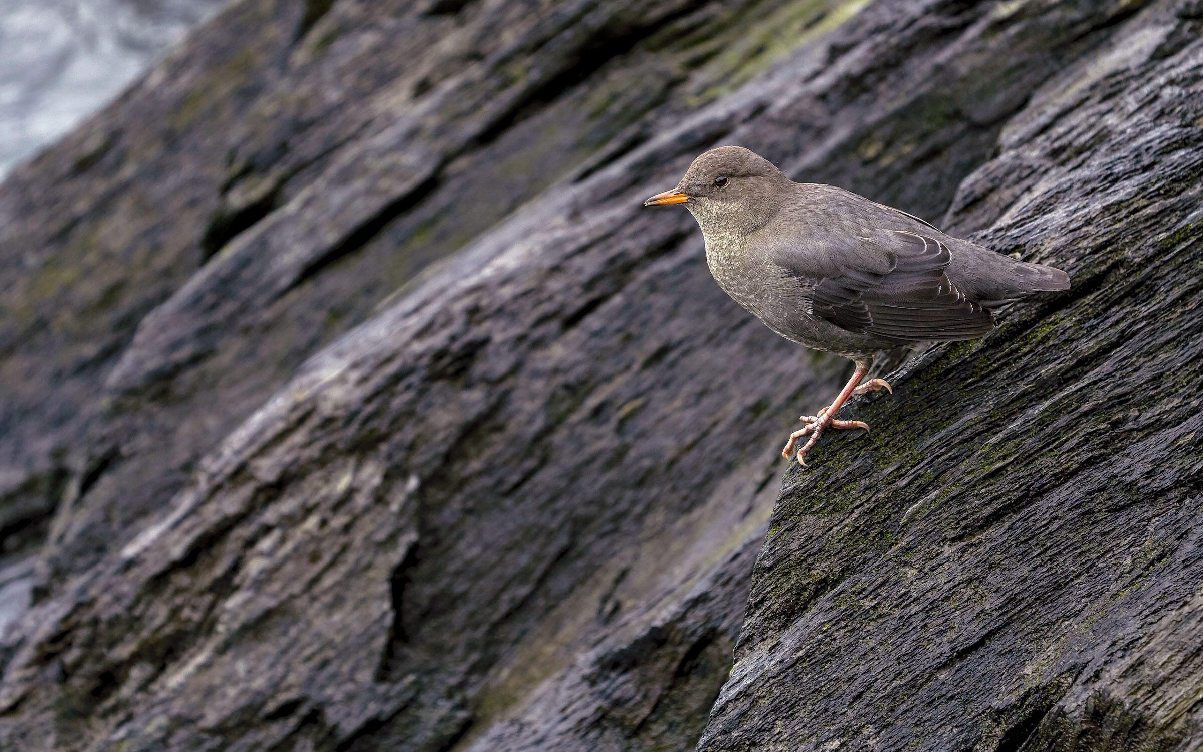 American Dipper Audubon Field Guide