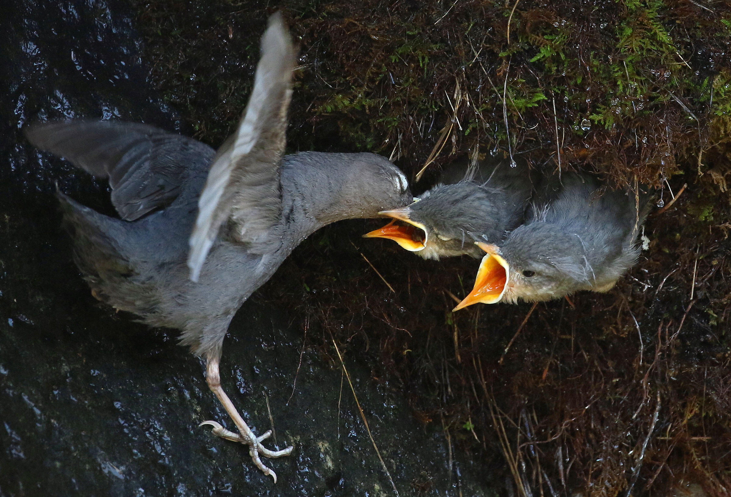 American Dipper Audubon Field Guide
