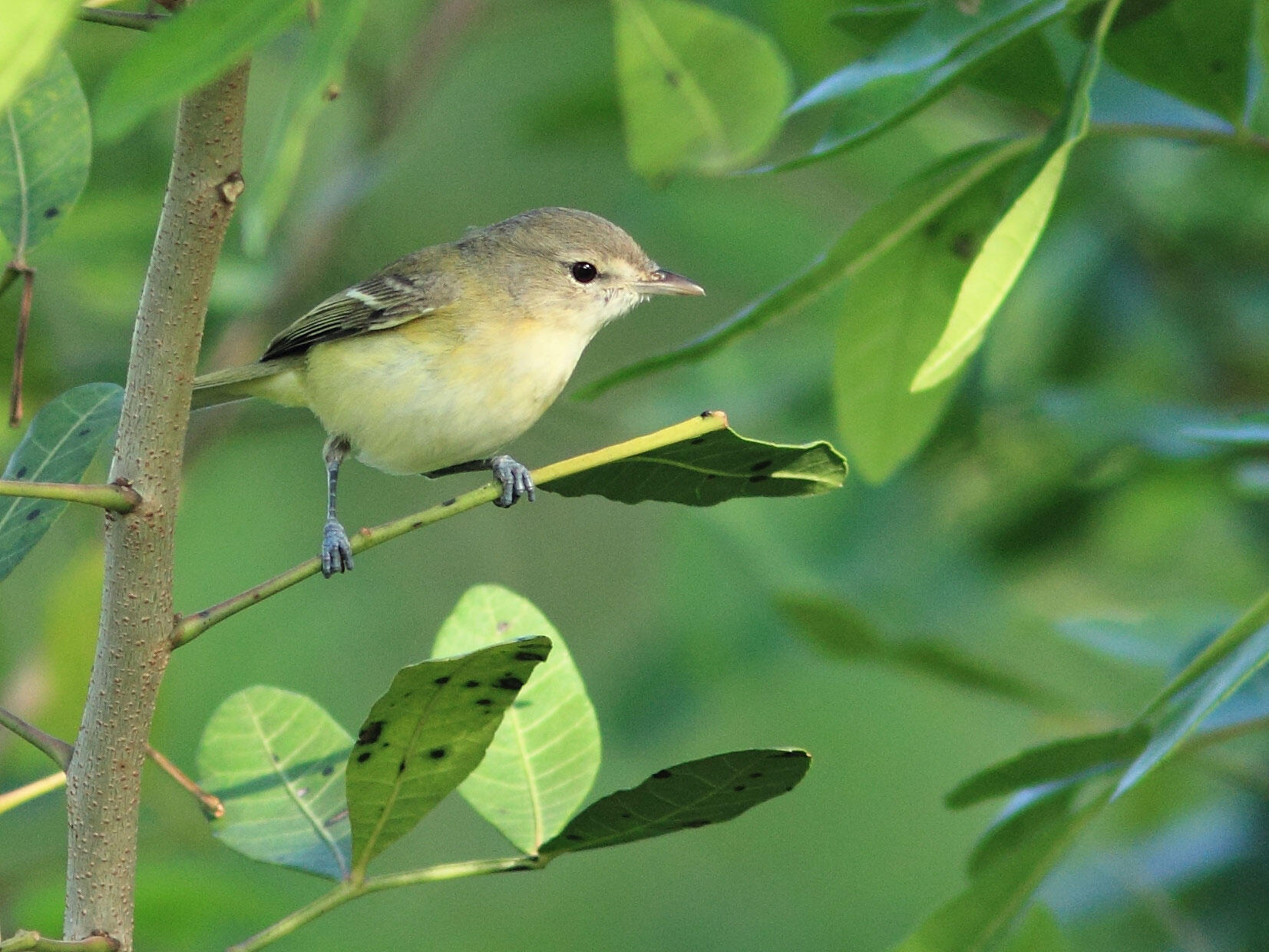 Bell's Vireo Audubon Field Guide