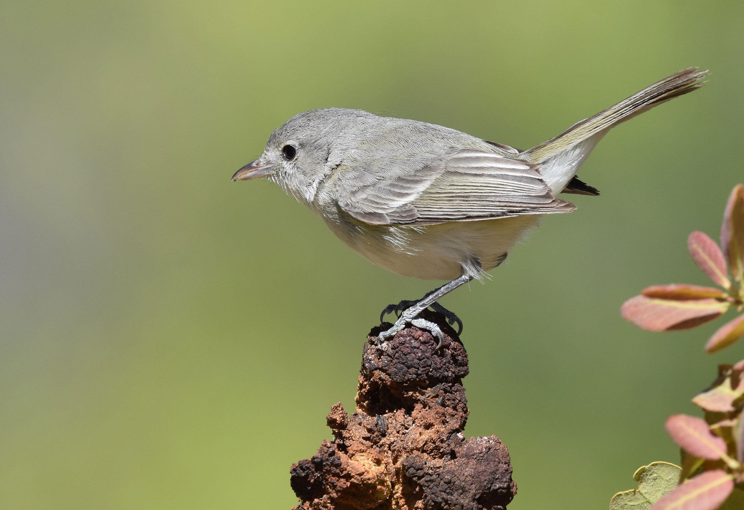Bell's Vireo Audubon Field Guide